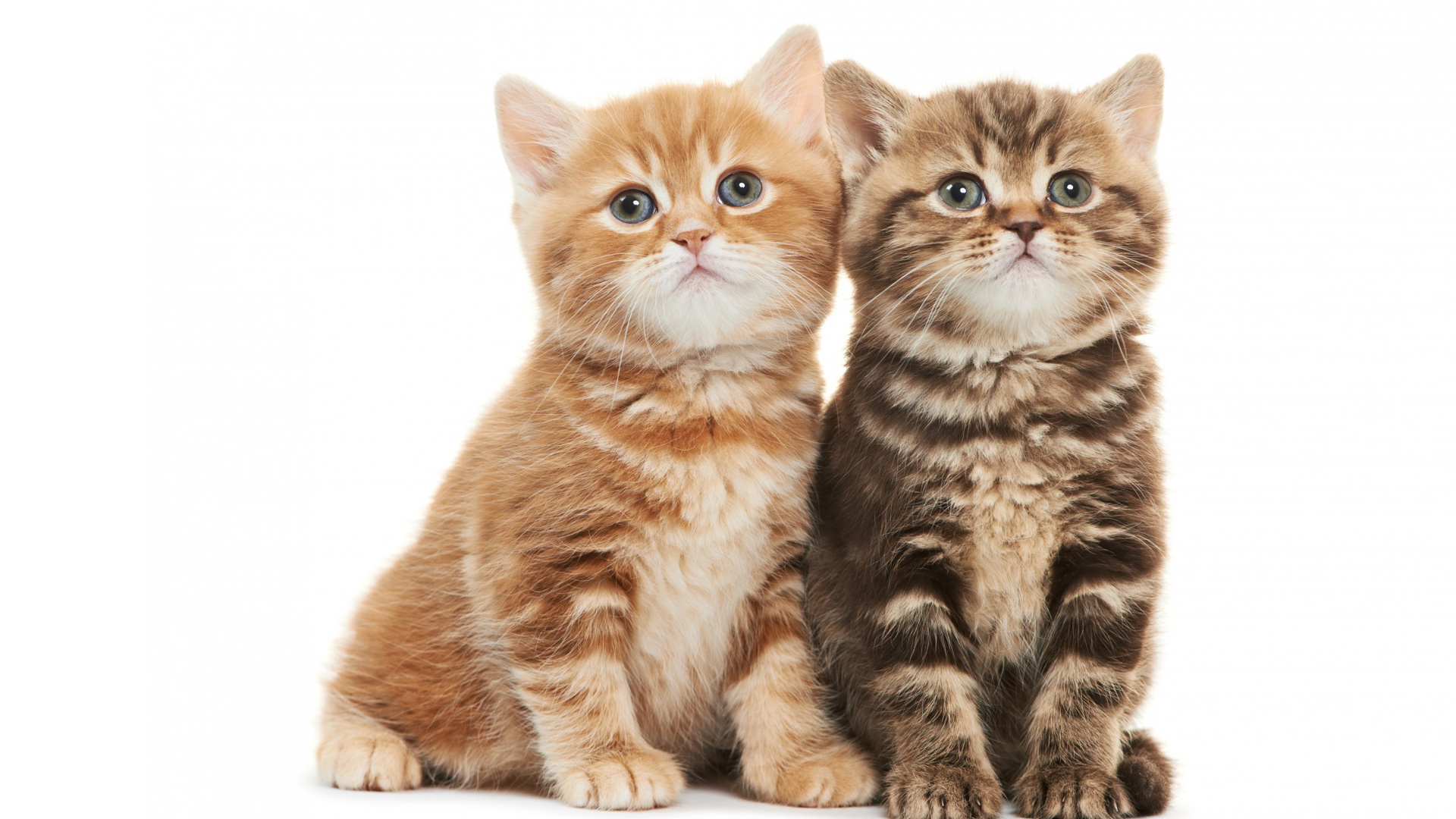 两只小猫，坐姿，凝望，可爱小猫壁纸