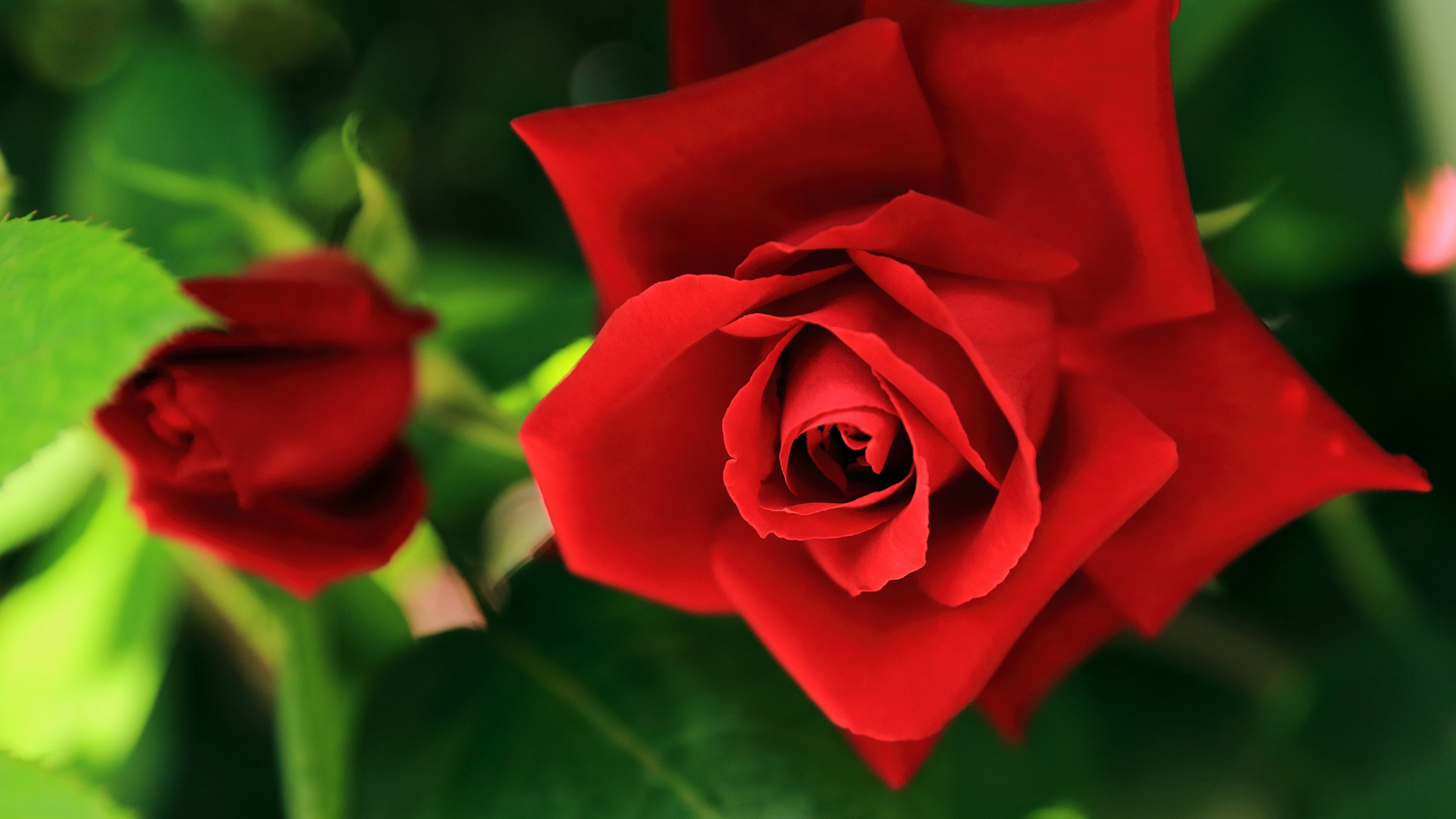 玫瑰花高清横屏图片图片