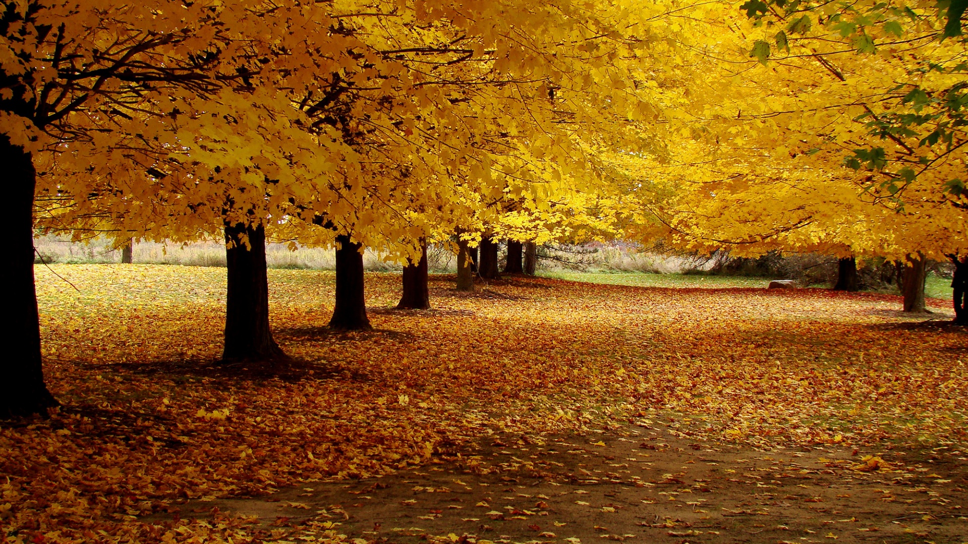 公园自然 道路 树木 树叶 黄色 小巷 秋天的风景桌面壁纸