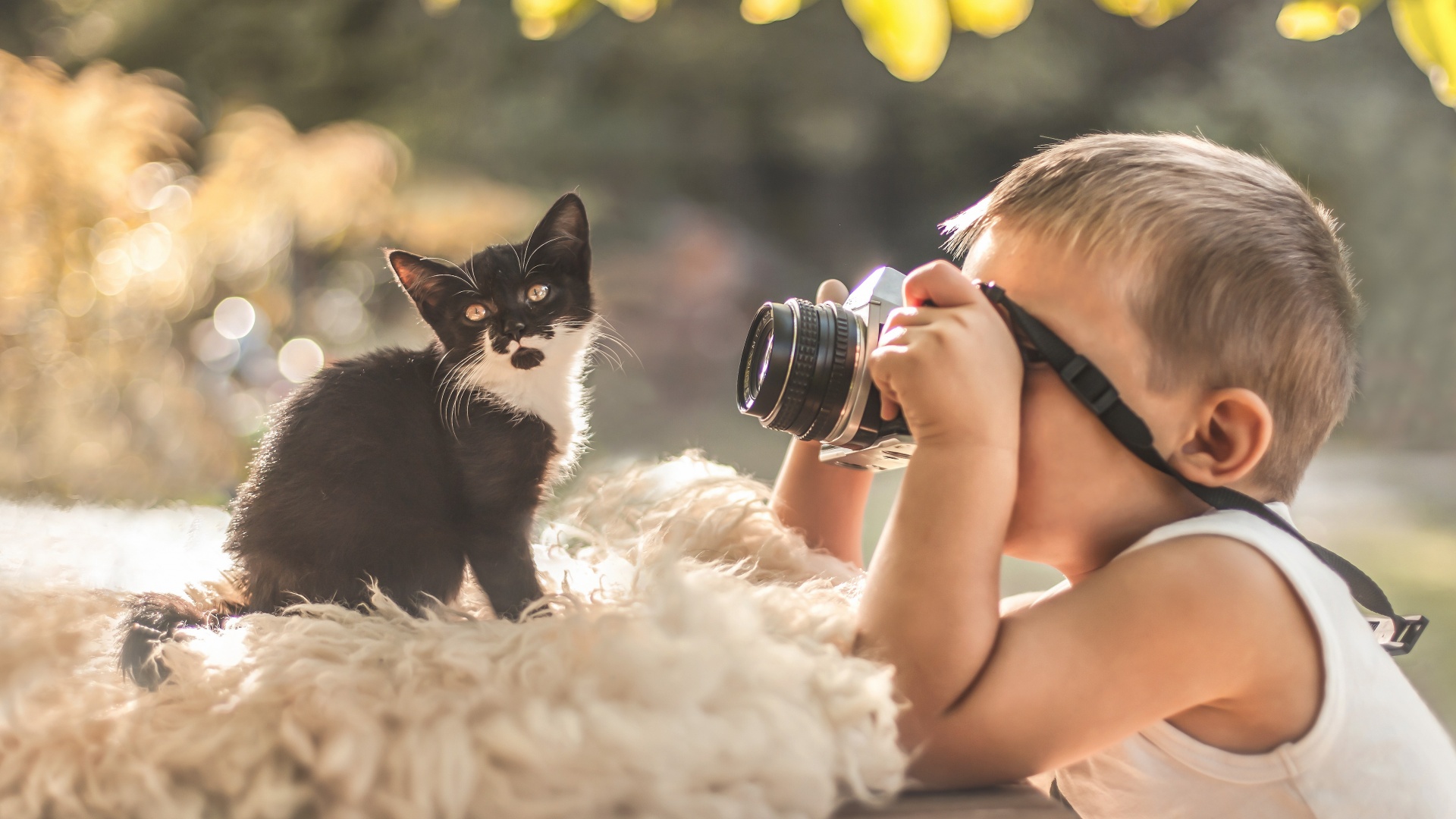 小男孩,小猫,相机拍照,桌面壁纸