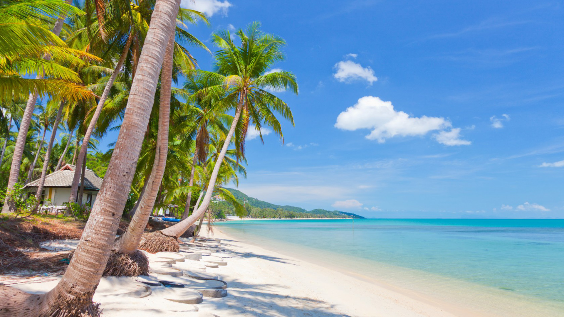 椰子树,大海,热带沙滩,自然风景壁纸
