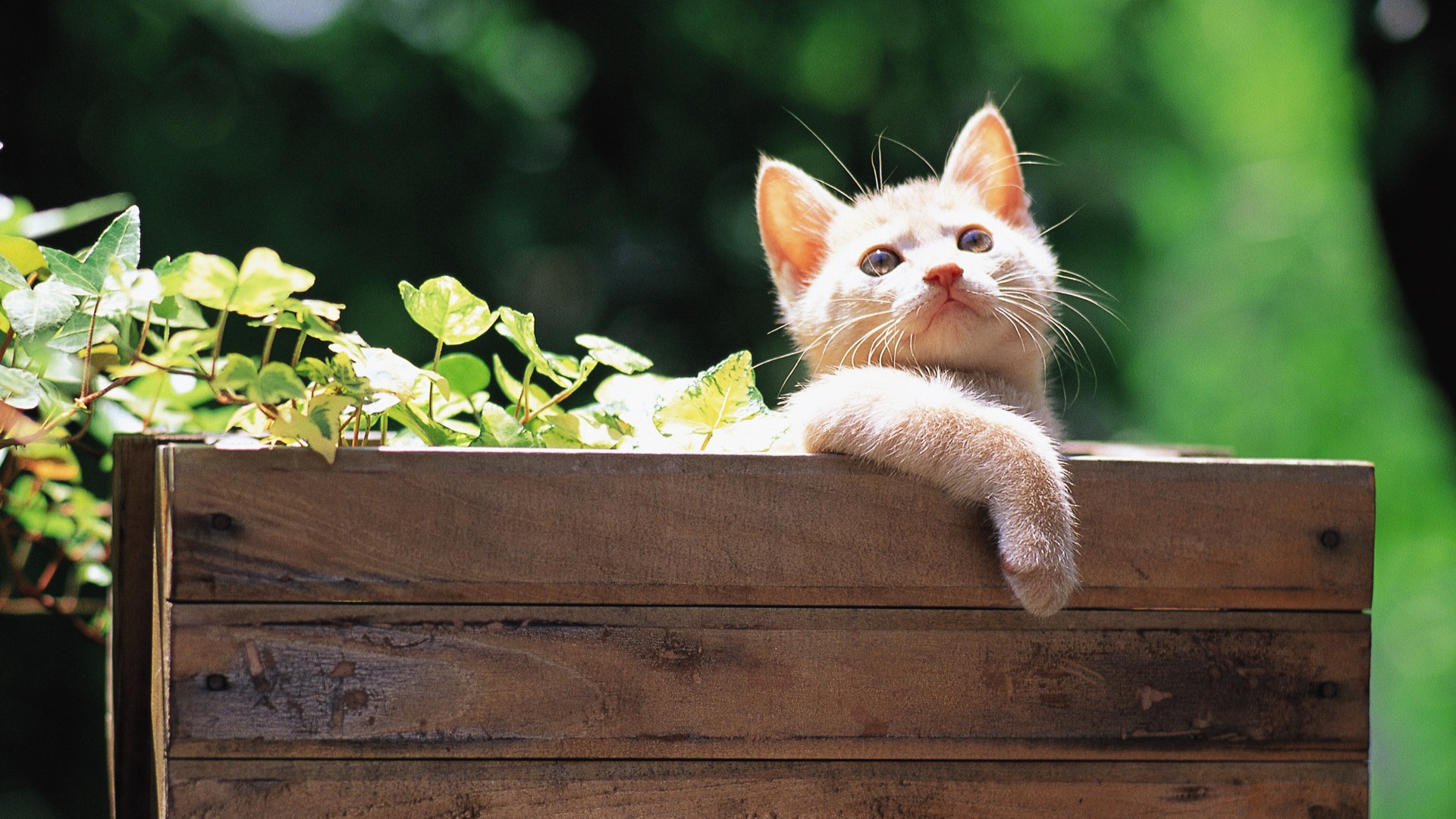 小猫，小脚，叶子，木板，望风景，可爱小猫壁纸