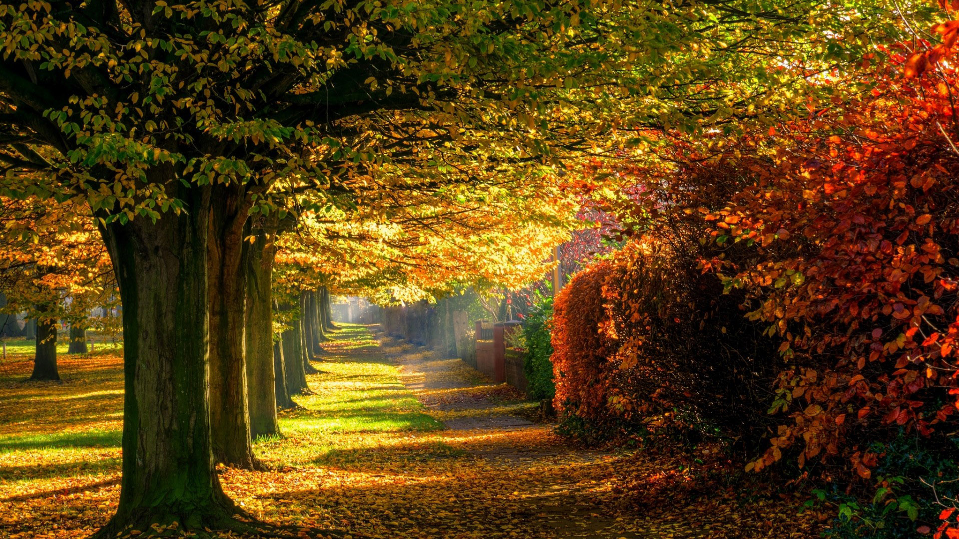 自然,森林,公园,树林,五颜六色,公路,道路,秋季壁纸