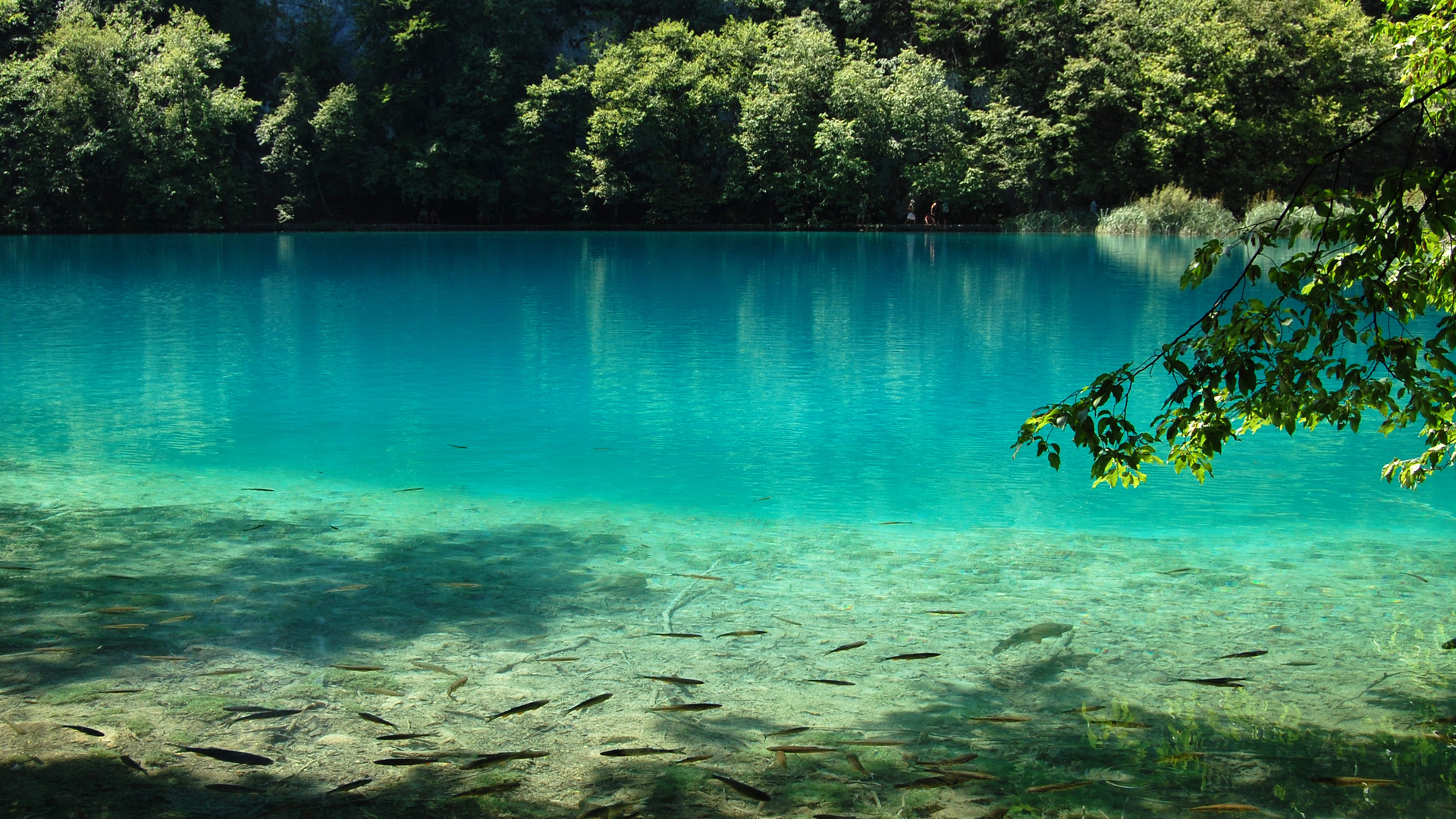 湖泊,水,蓝色,鱼,自然宽屏电脑壁纸