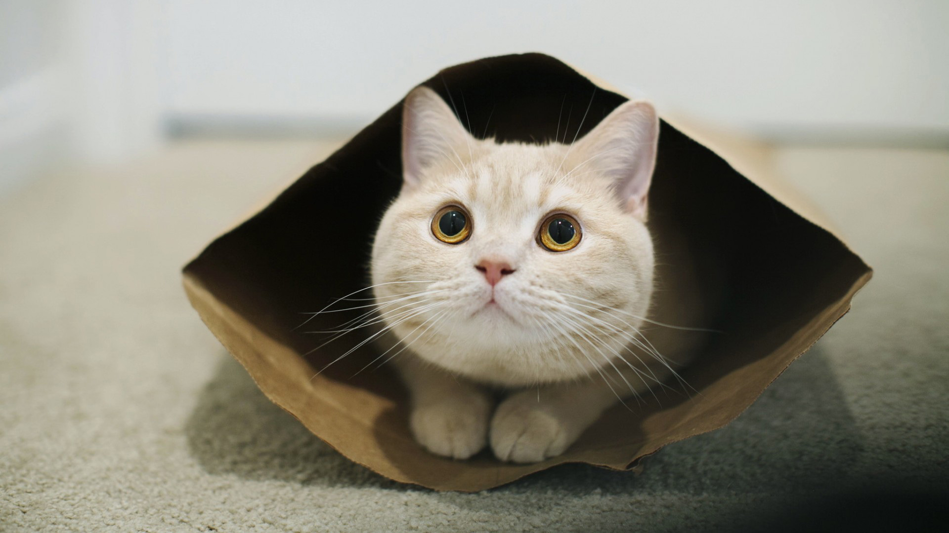 猫，注视着，大眼睛，长胡须，纸袋，胖乎乎的猫，萌萌的猫猫壁纸