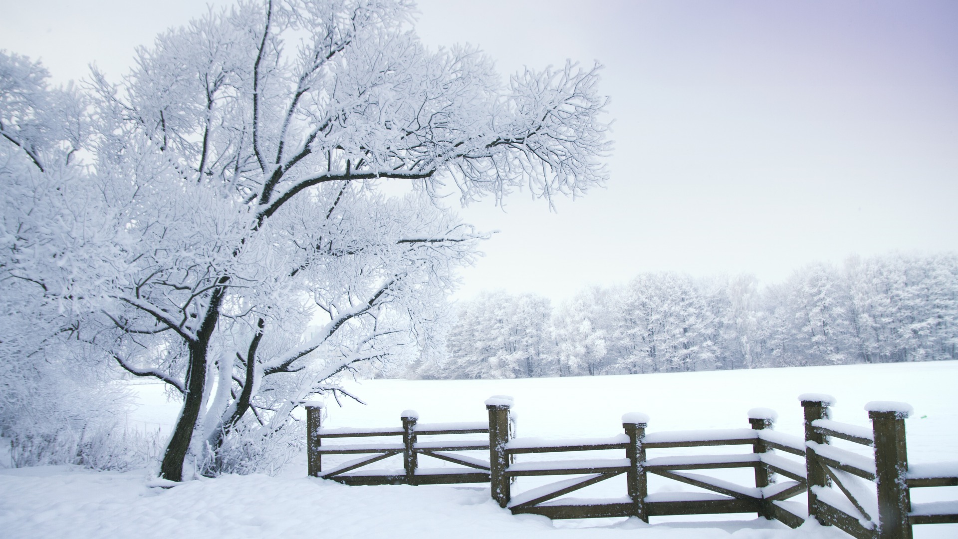 冬天,白茫茫的大雪,树木,雪,自然风景桌面壁纸