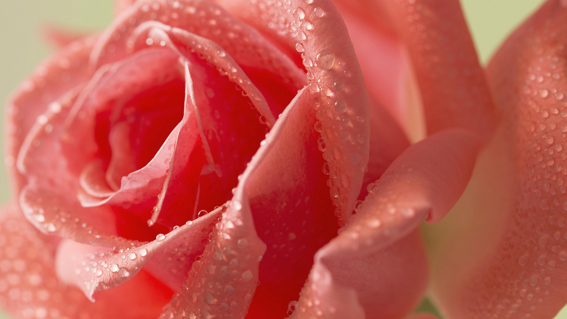粉色玫瑰花，花瓣，水滴，露珠，桌面壁纸