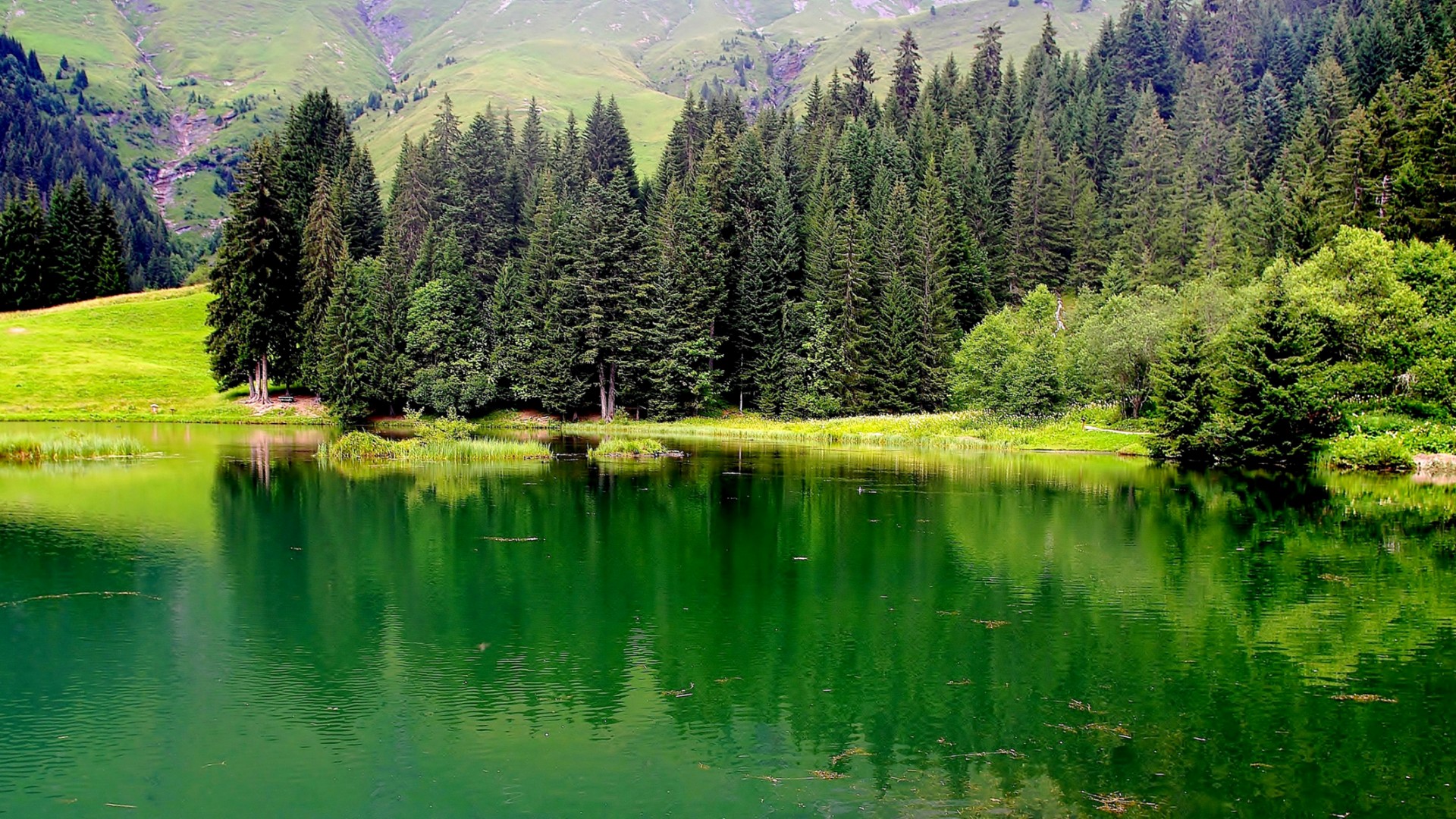 法国，上萨瓦省，自然，湖水，森林，山，风景桌面壁纸