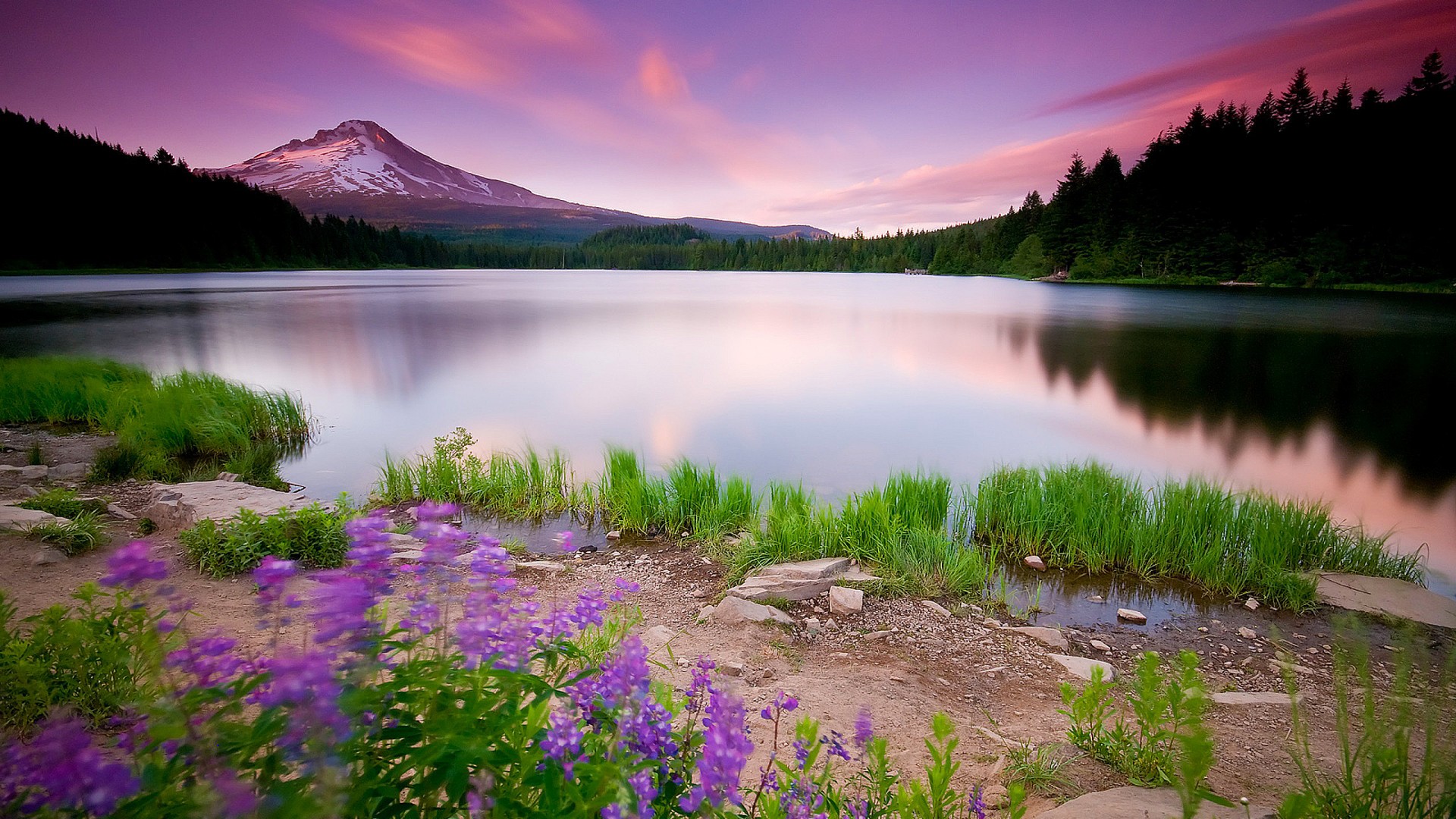 自然风光,树木,湖水,鲜花,紫色优美风景电脑壁纸