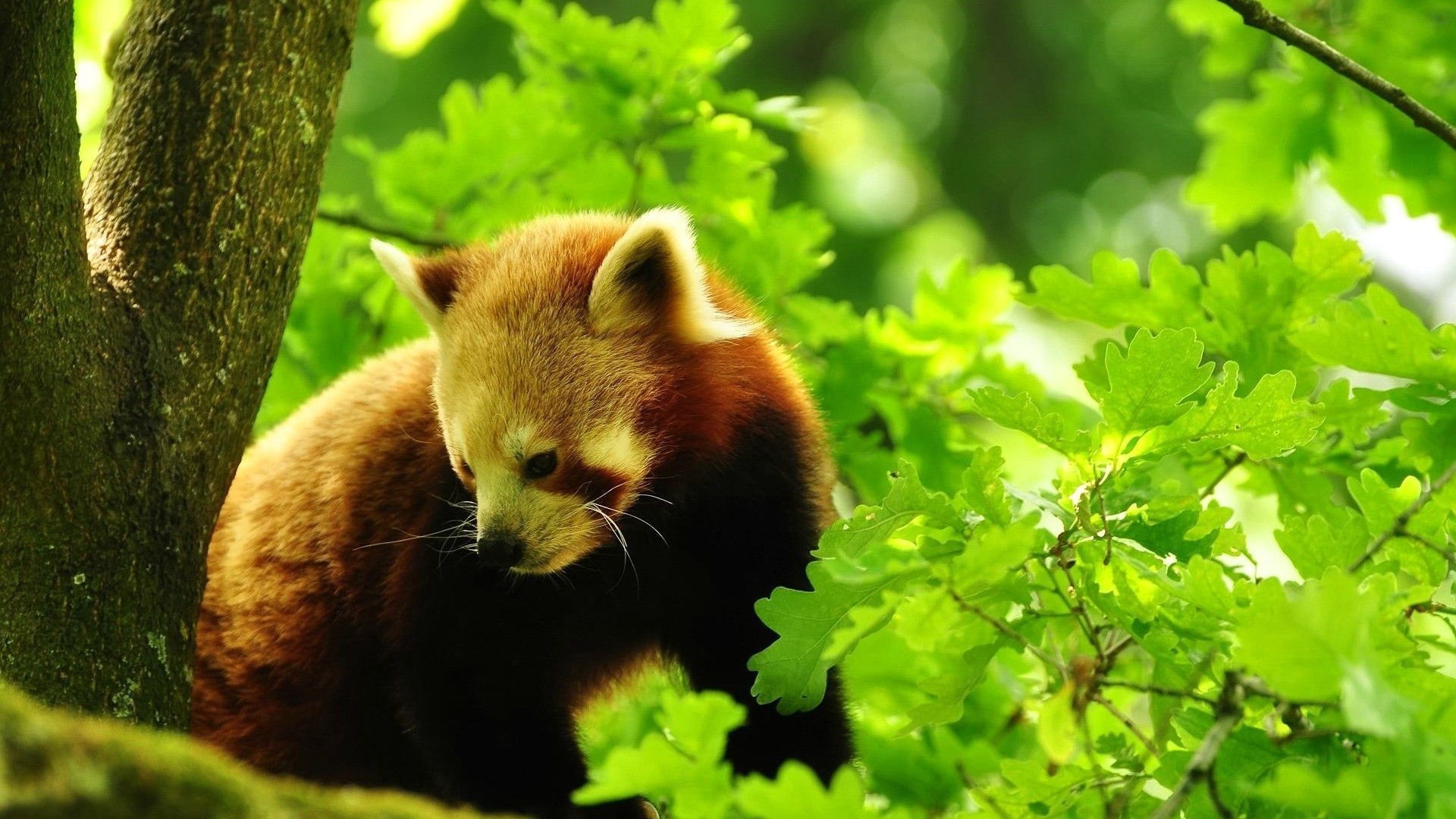 小熊猫，森林，林木，自然，绿色枝叶，动物图片，小熊猫桌面壁纸