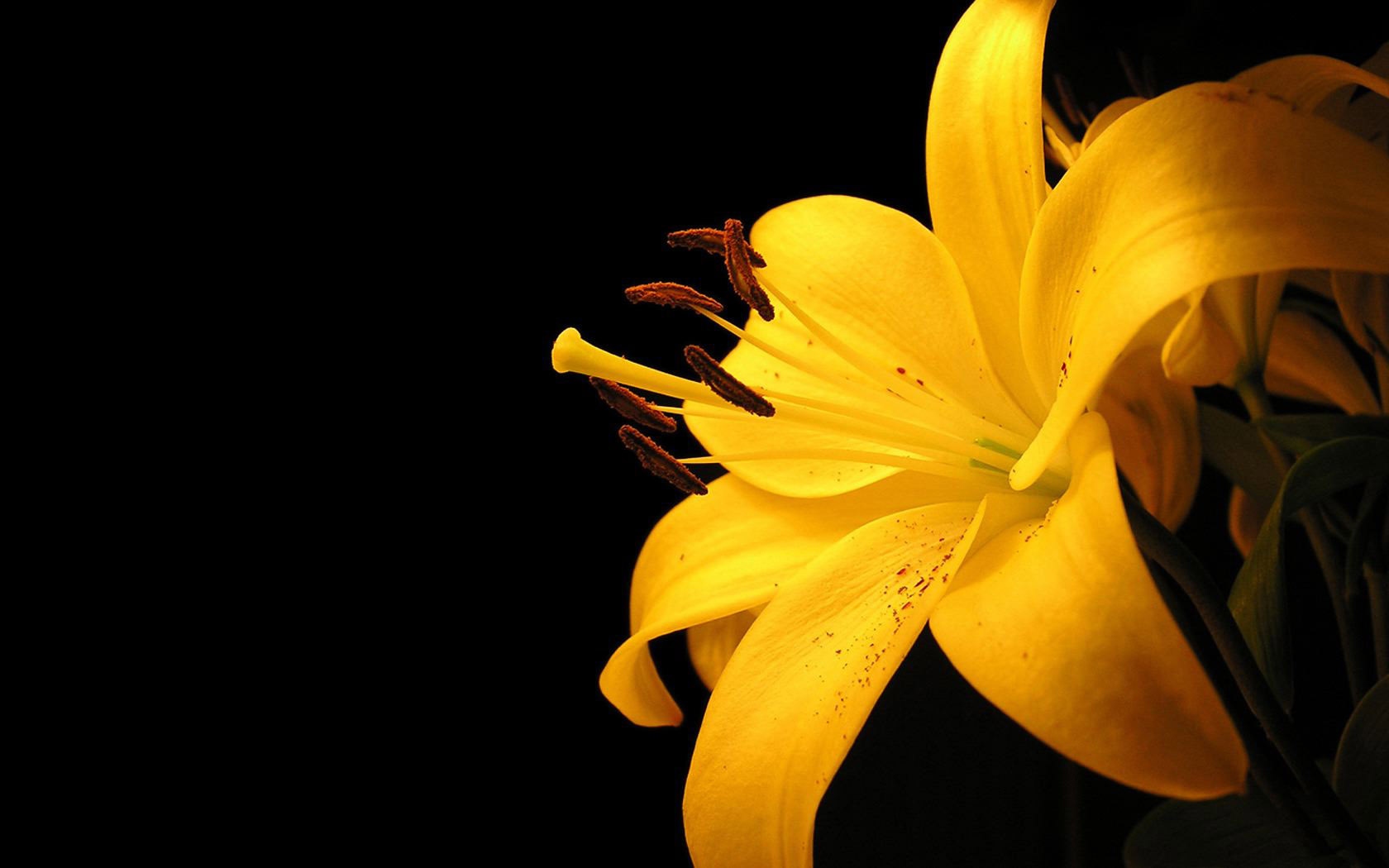 黄色花朵桌面壁纸