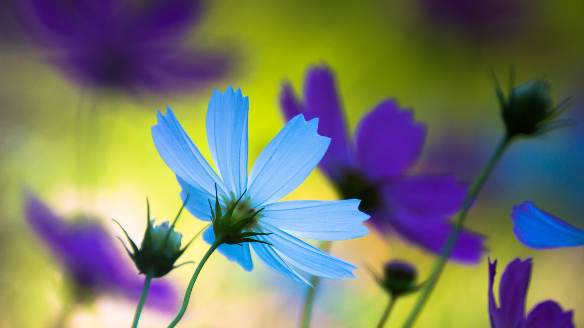 花朵,花瓣,蓝色,紫色,漂亮精美壁纸