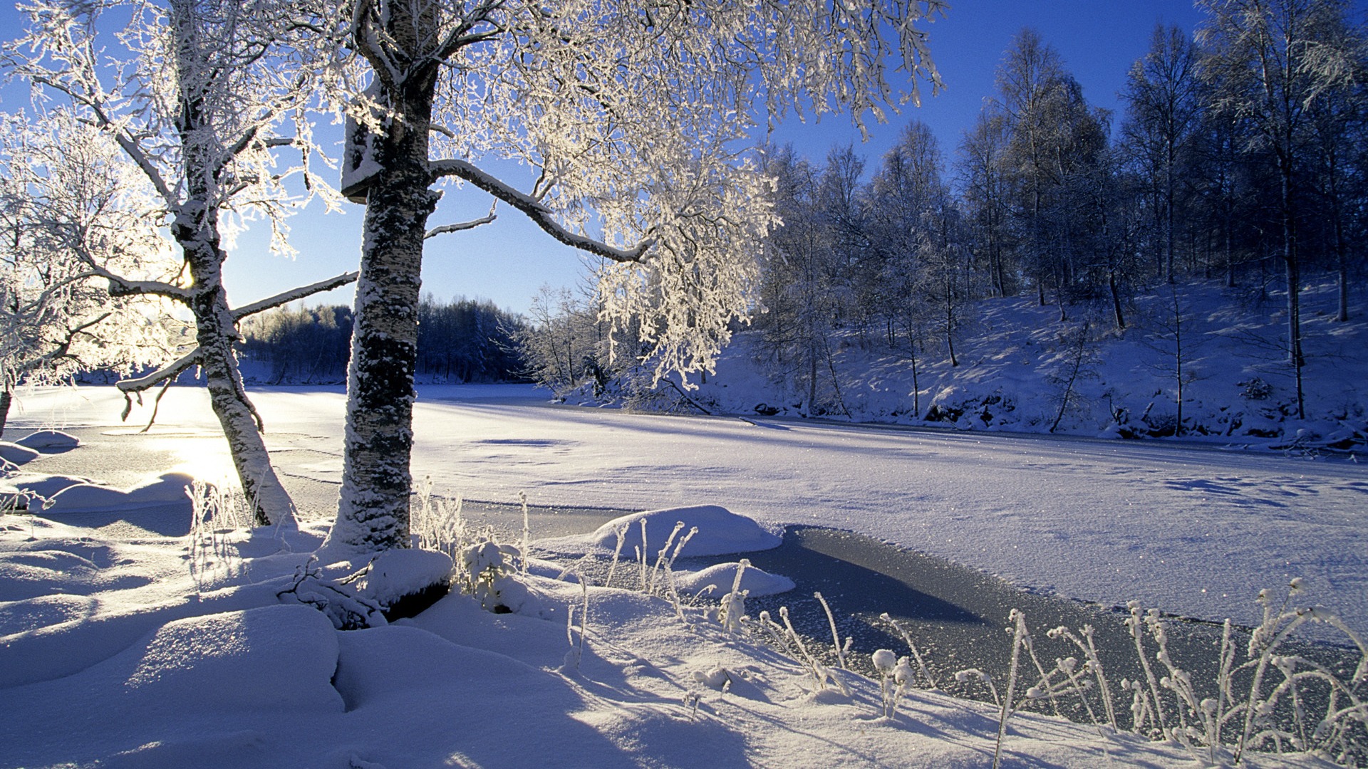 树,雪,阳光,冬天,河,森林图片,自然风景壁纸
