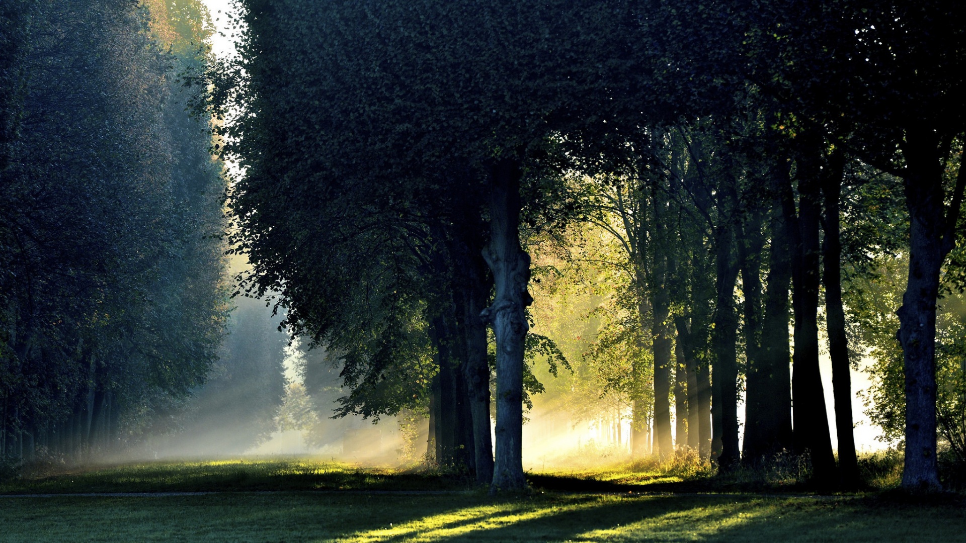 早晨,阳光,雾,秋天,森林,风景桌面壁纸