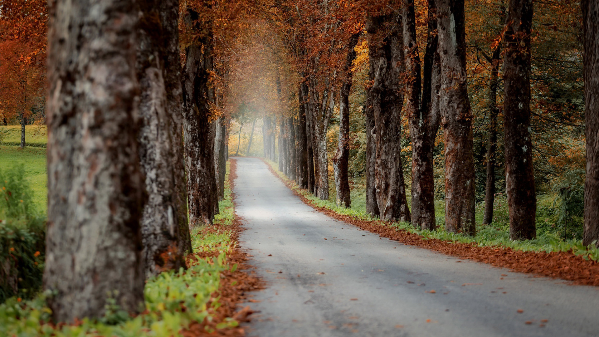 道路 秋天 树木 自然风景桌面壁纸