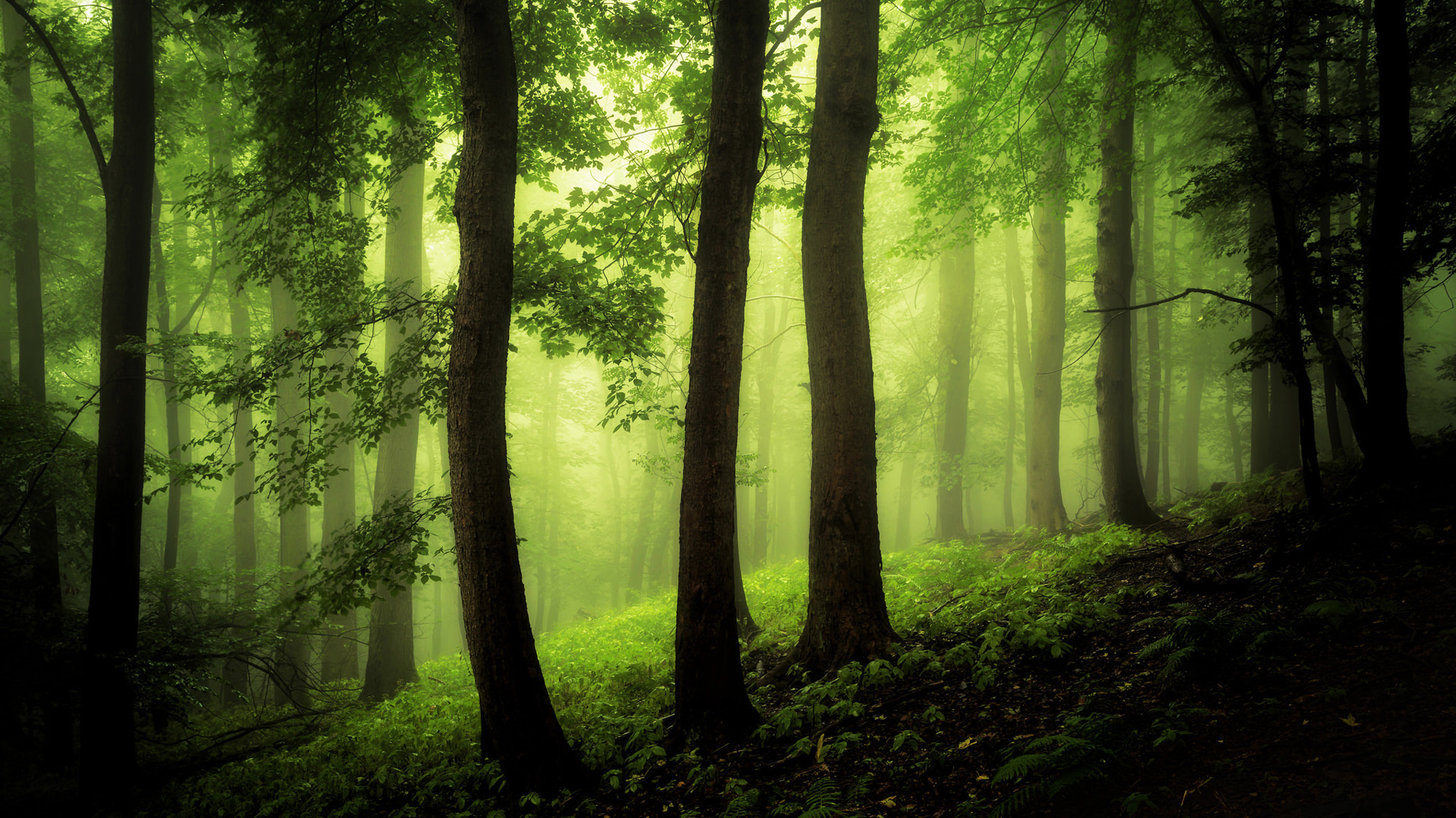 森林,雾,树叶,树,草,自然风景电脑壁纸