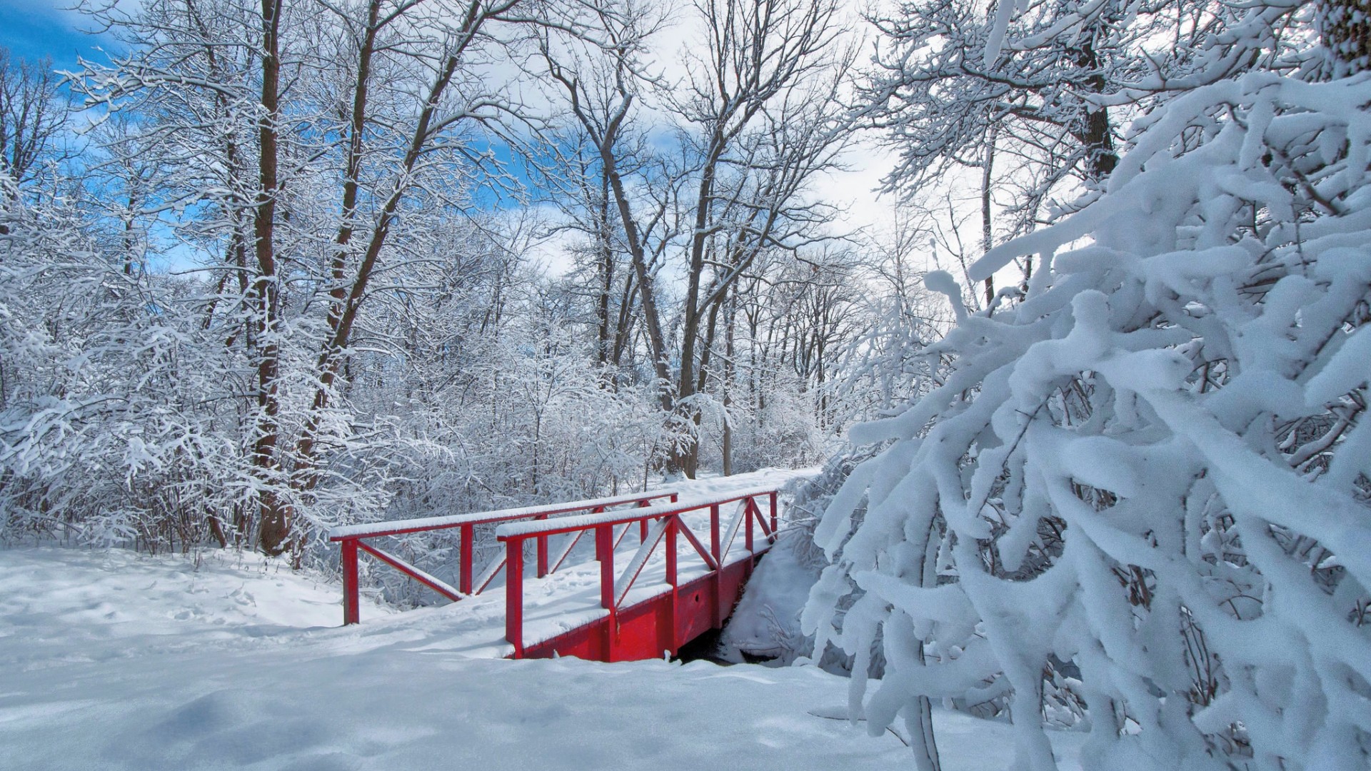树木,公园,雪,桥梁,冬天的风景桌面壁纸