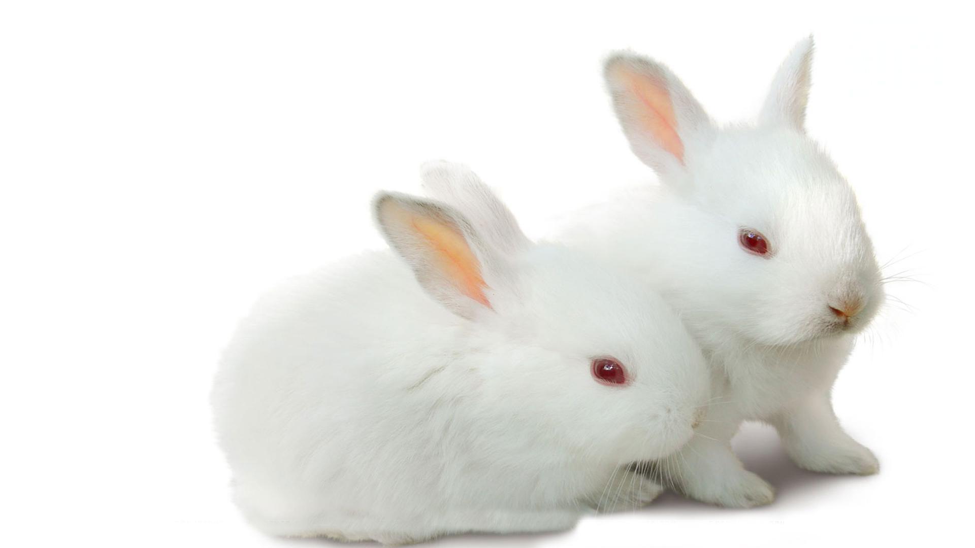 两只白兔，小动物，耳朵，可爱小白兔桌面壁纸