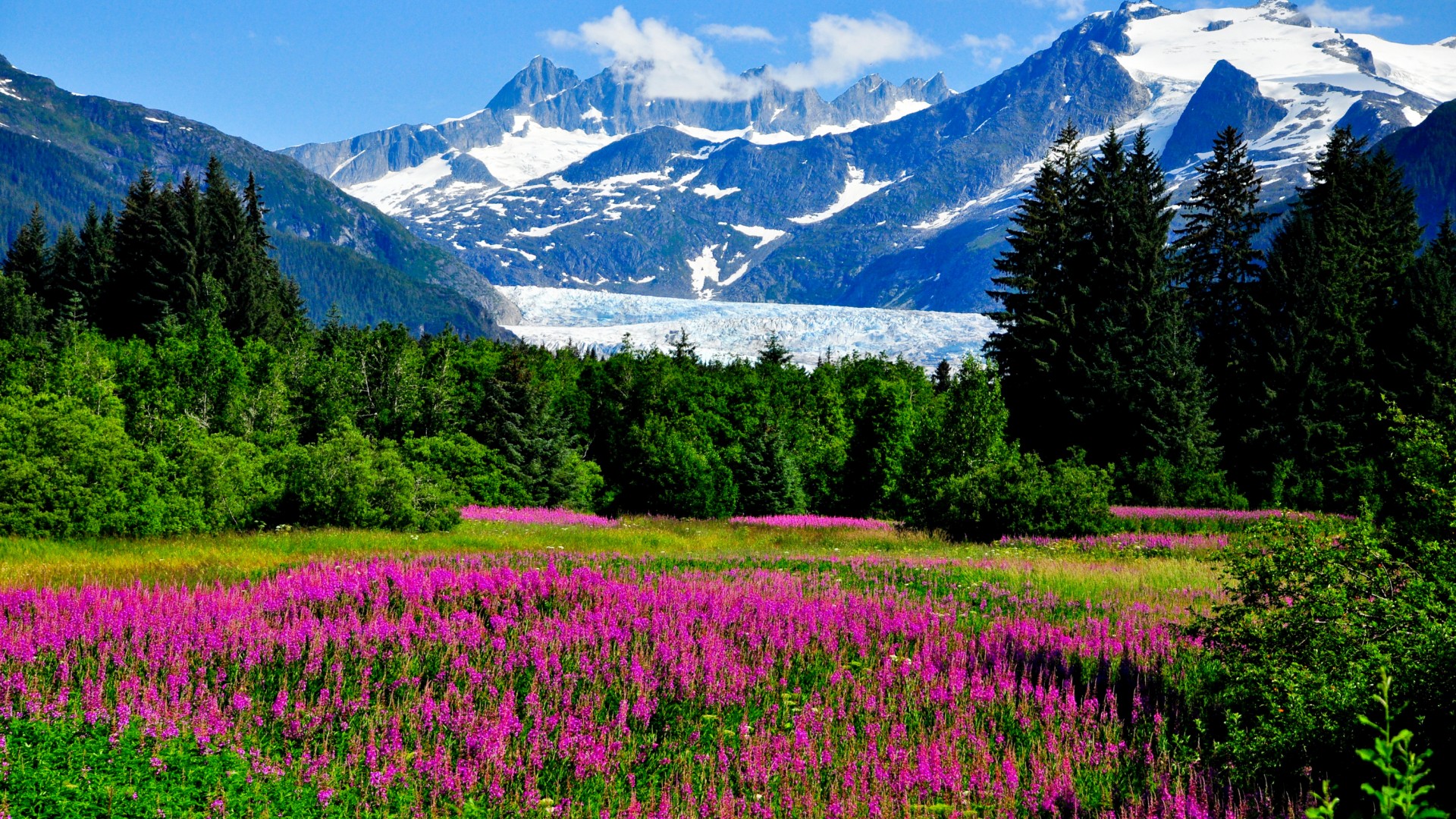 阿拉斯加州,山,冰川,悬崖,鲜花,自然风景桌面壁纸