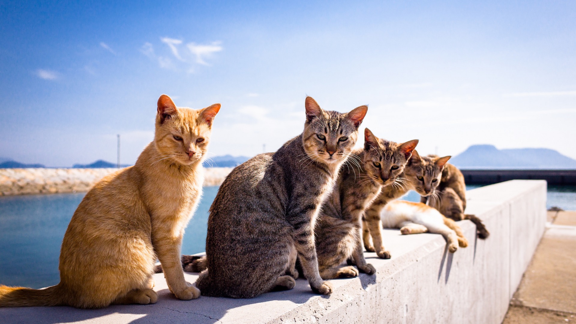 小猫，猫，夏天，站姿，眼神，可爱猫猫壁纸