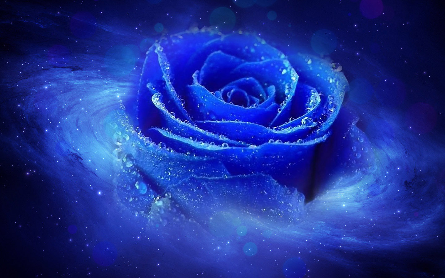 蓝色玫瑰花桌面壁纸