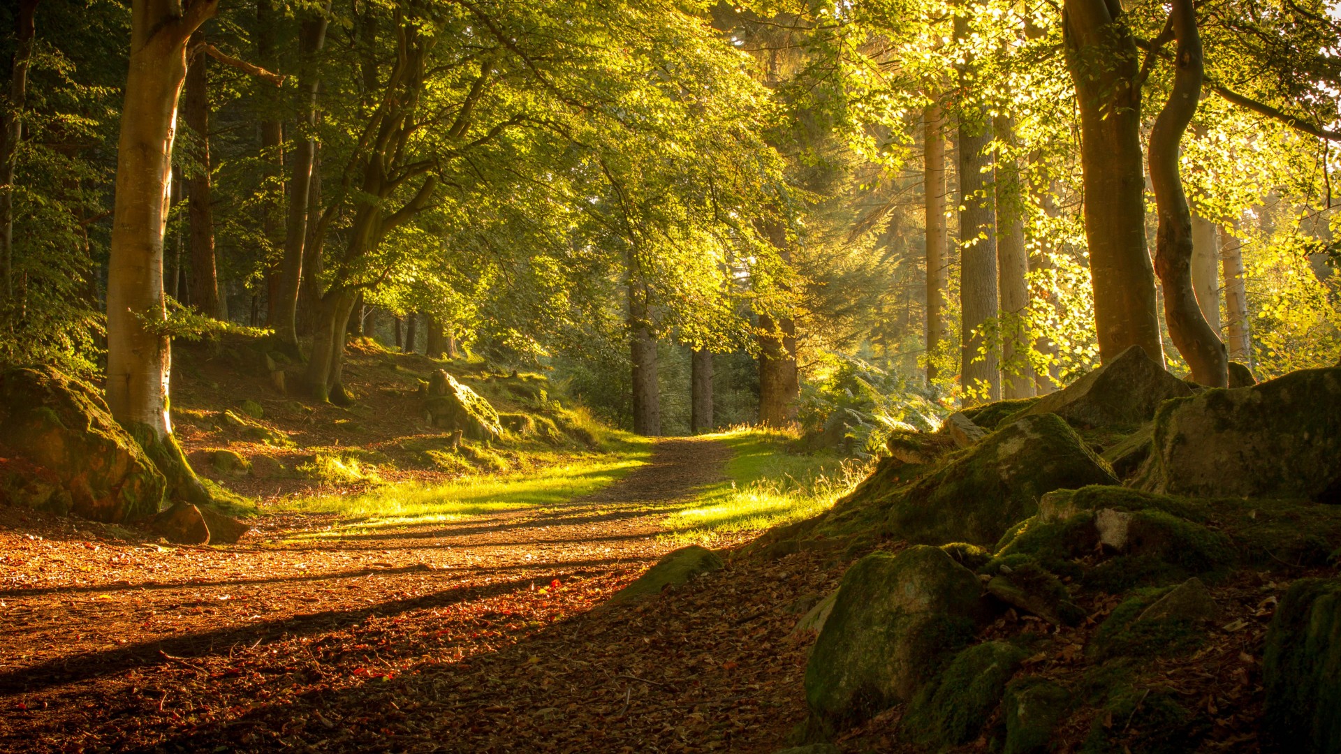 森林,苏格兰,树木,道路,石头,苔藓,自然风景秋天桌面壁纸