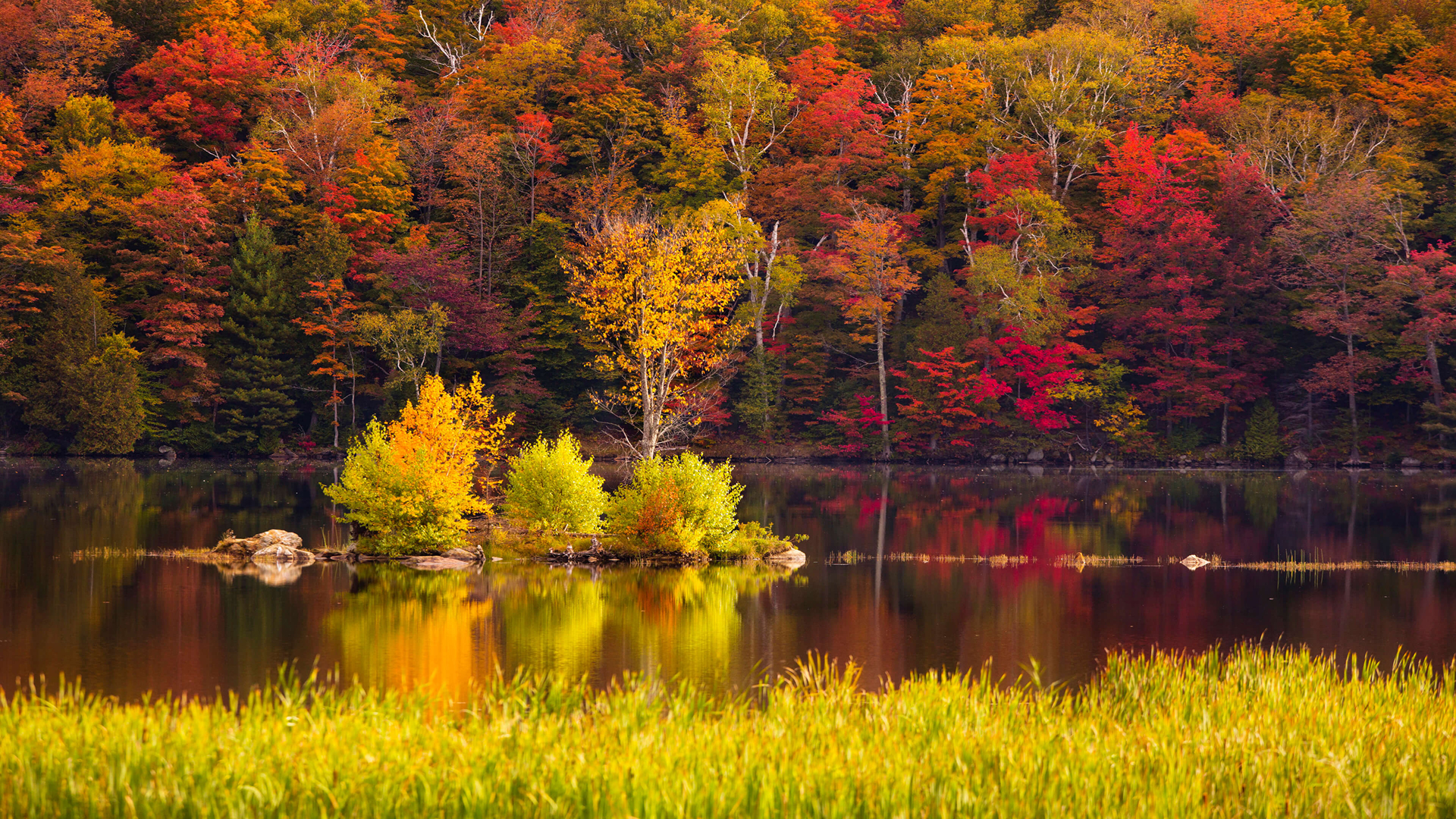 秋天 树林 河流 秋天的树叶风景壁纸