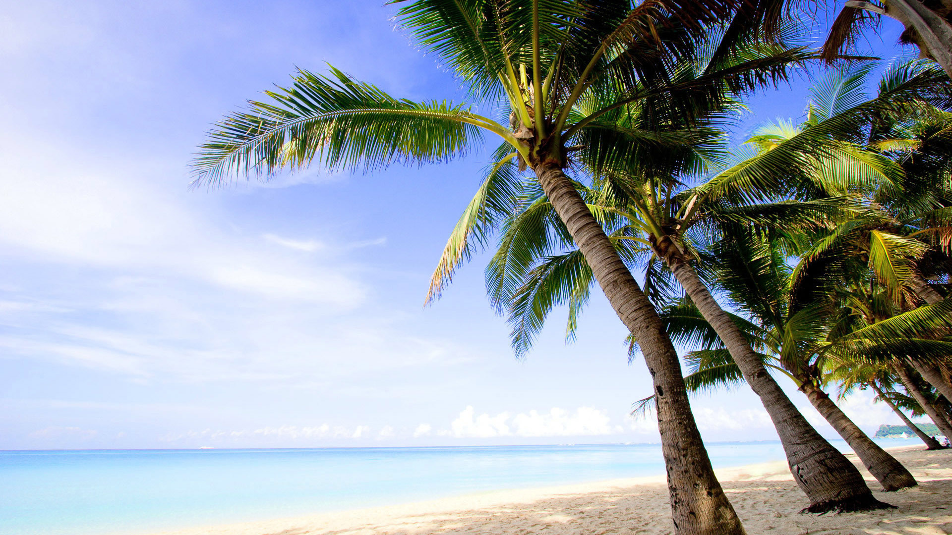 海边沙滩椰树风景桌面壁纸