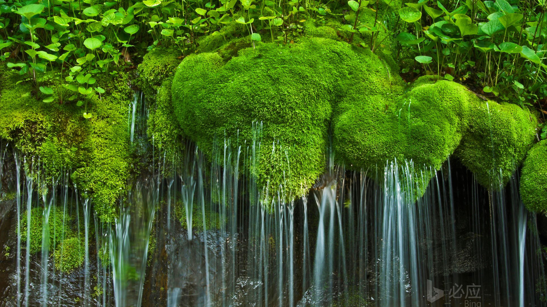 弗吉尼亚州，谢南多厄国家公园，瀑布与苔藓，绿色植物风景桌面壁纸