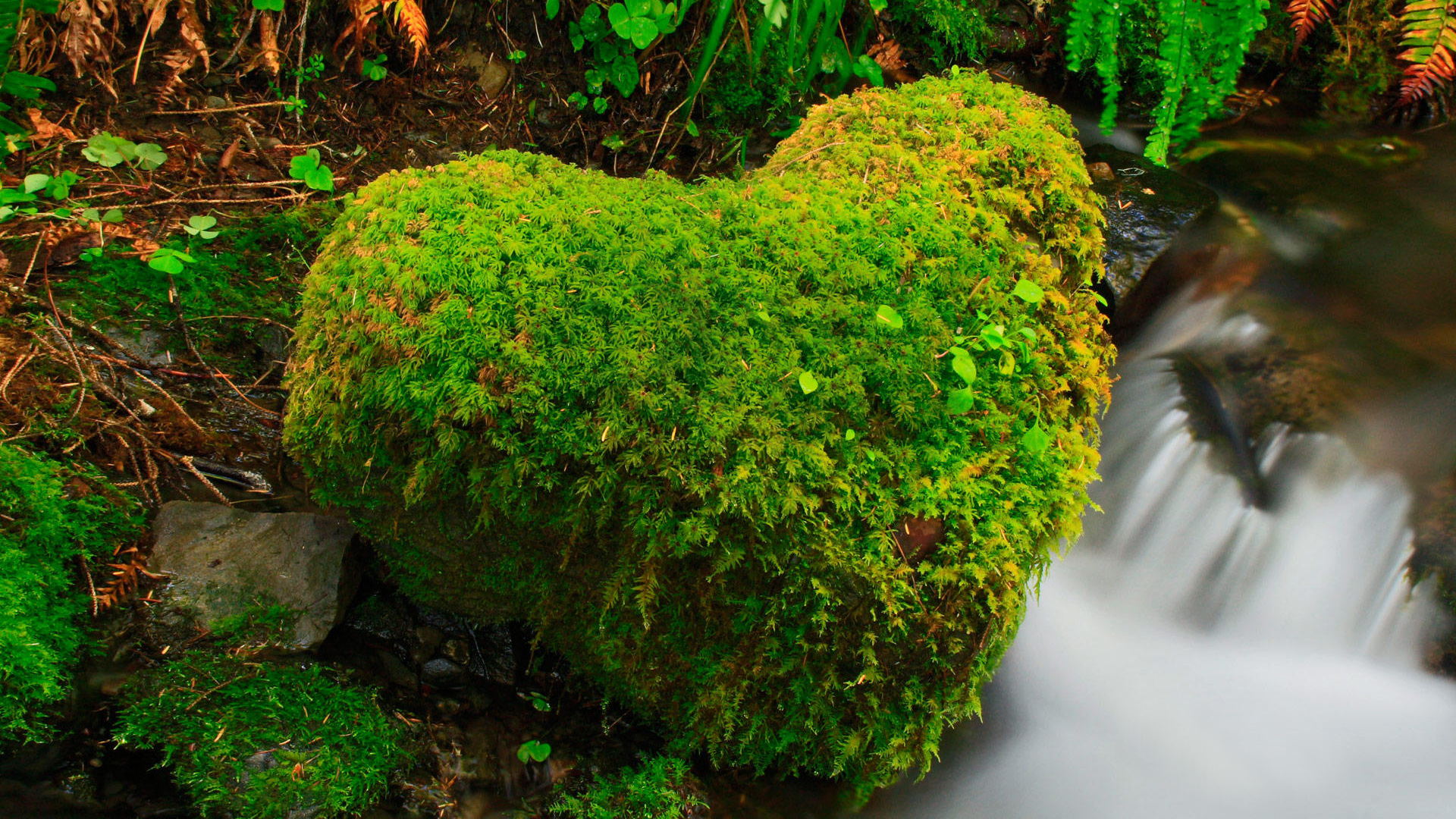 小溪，流水，石头，爱心，苔藓，绿色植物，自然，护眼，风景桌面壁纸