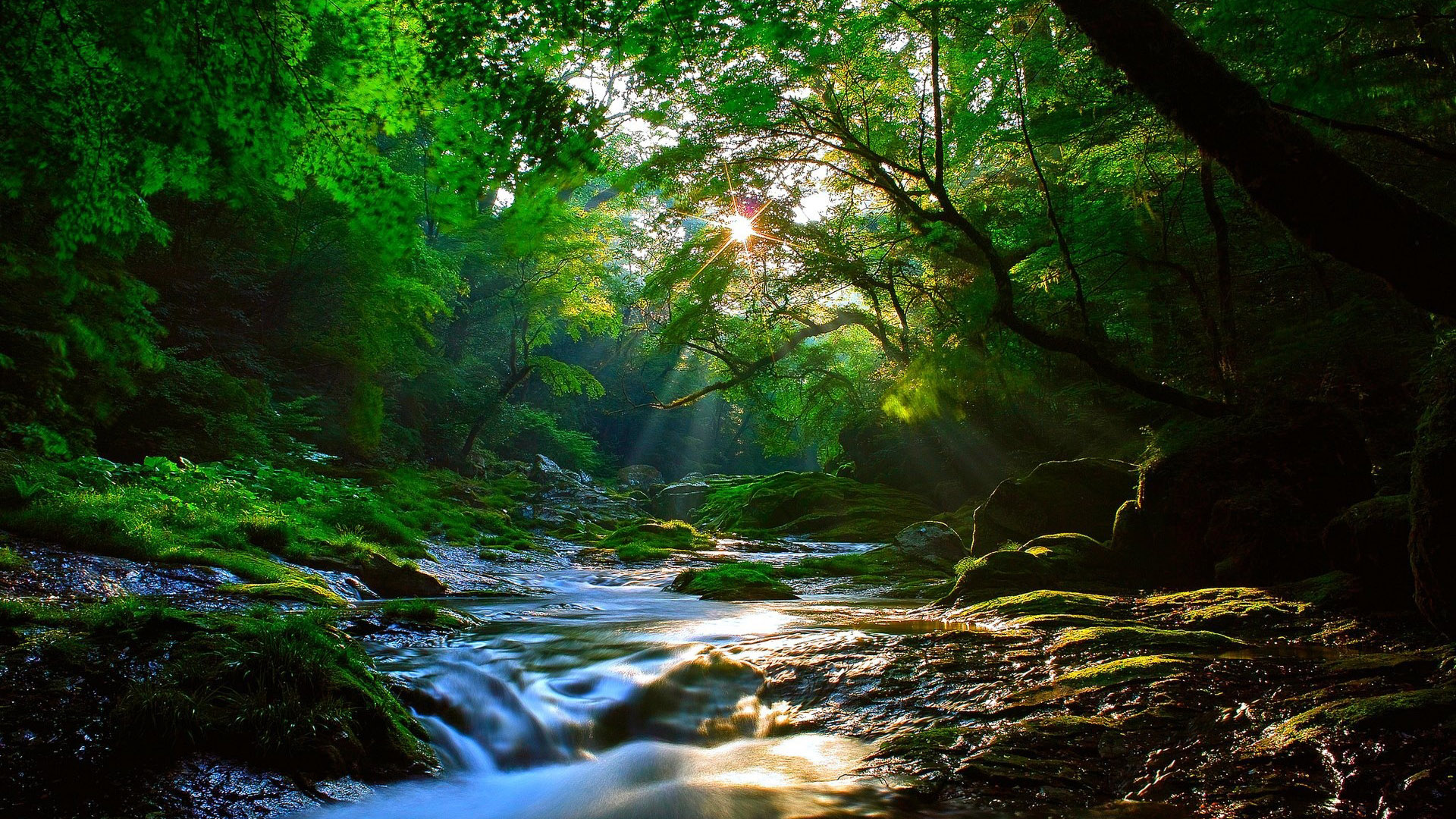 美丽的阳光照射在森林,溪水,风景桌面壁纸