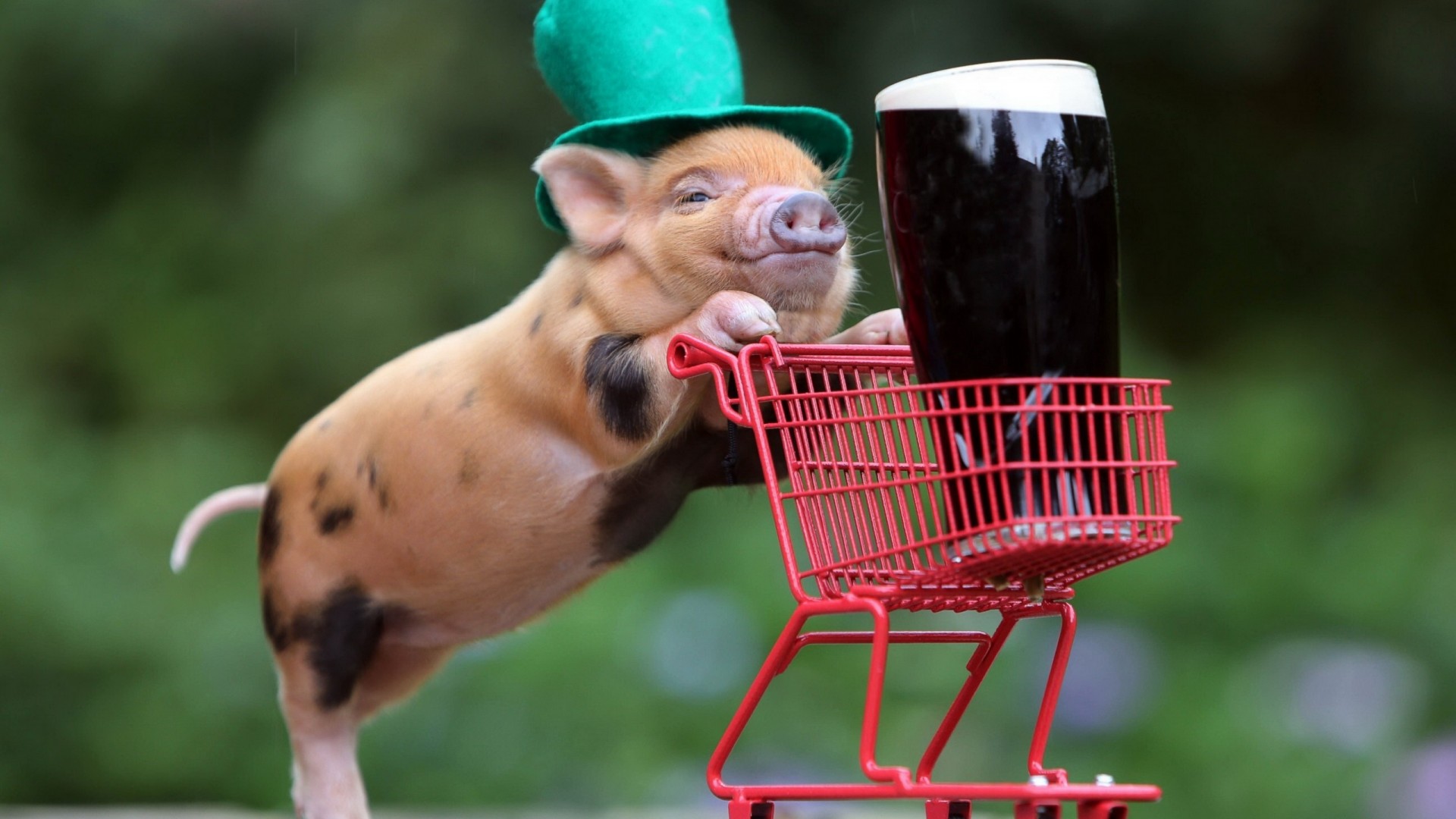 小猪,帽子,小推车,啤酒,可爱壁纸