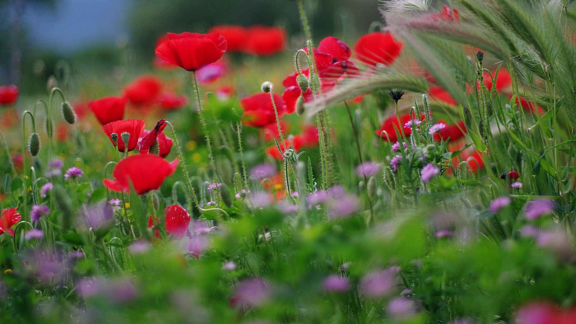 花场,红色的花,丁香花,自然花海风景桌面壁纸