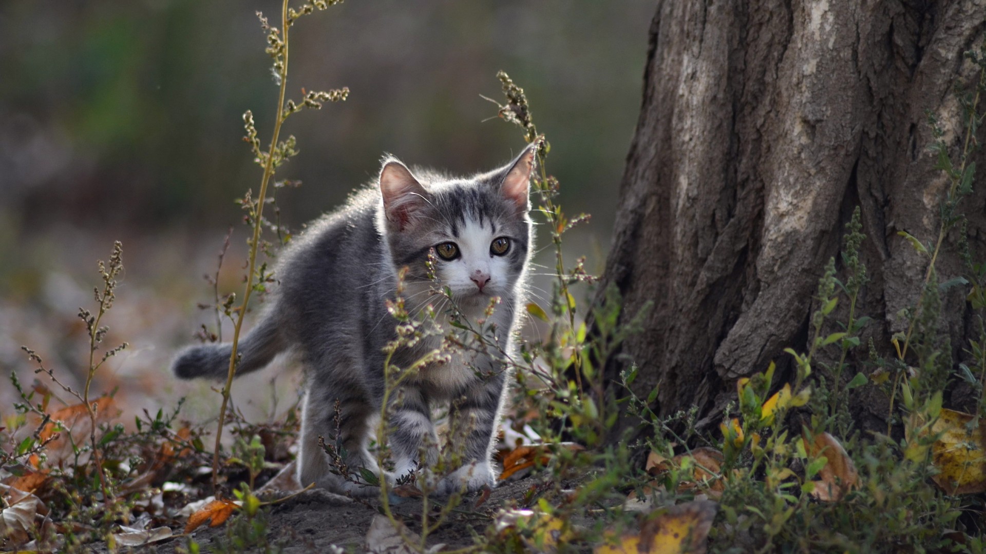 森林,小猫,寻找,探险,可爱动物壁纸