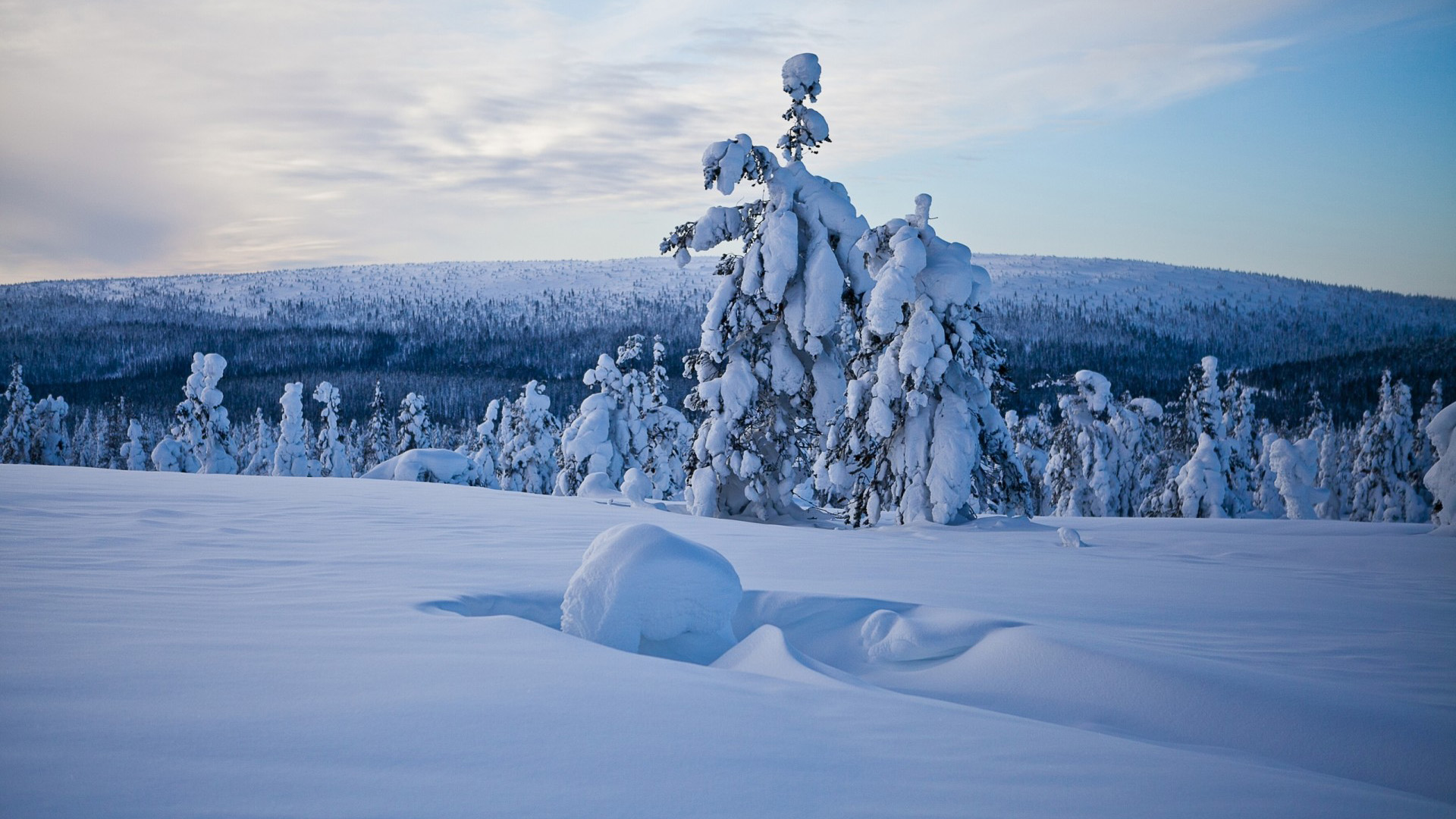 冬天,树林,雪景,桌面壁纸