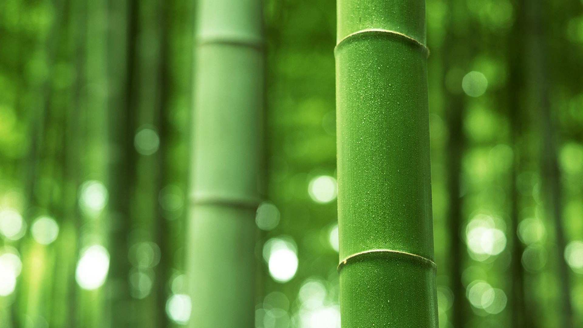 竹,绿色竹子背景,竹子电脑壁纸