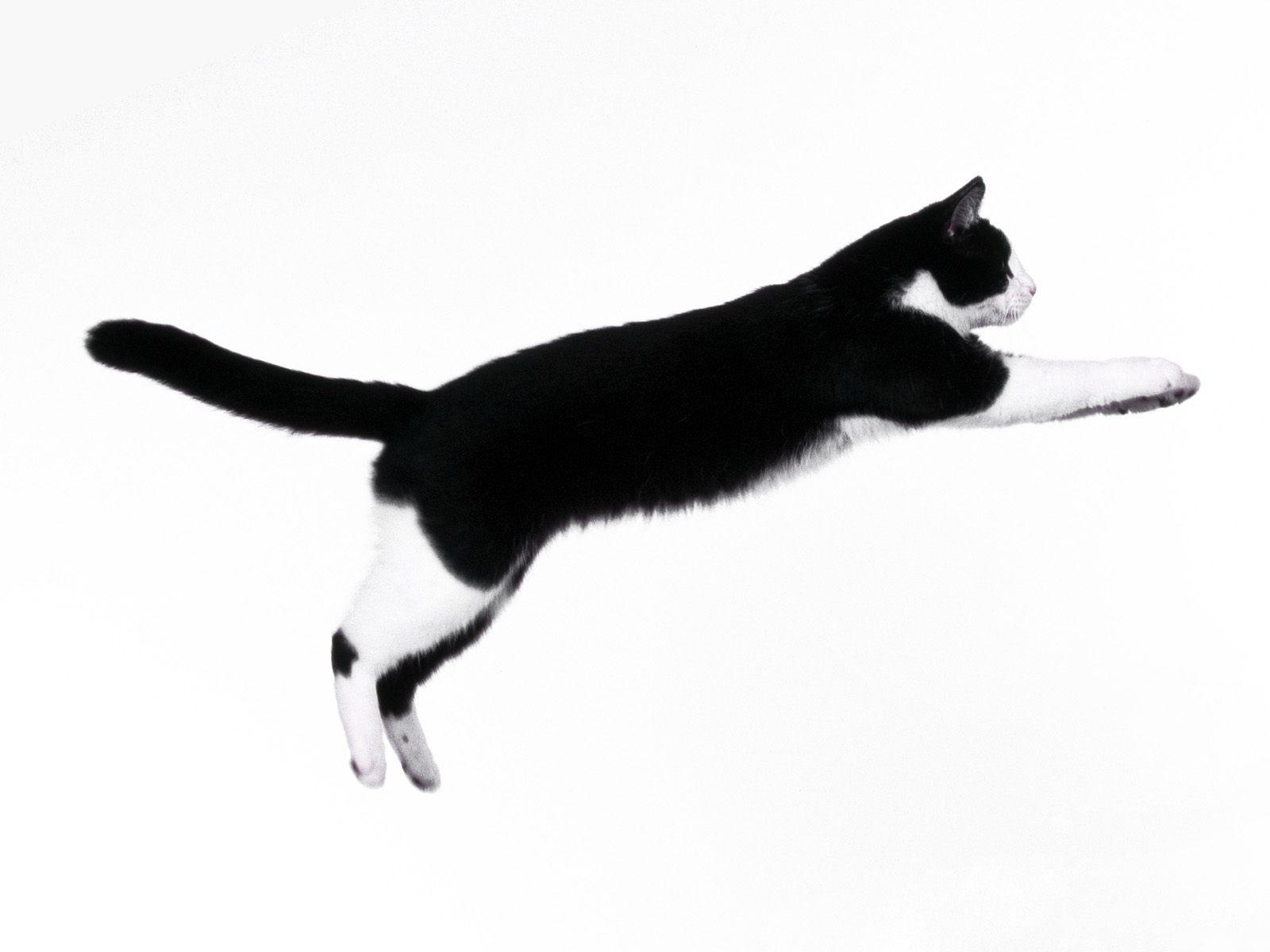 黑白猫桌面壁纸