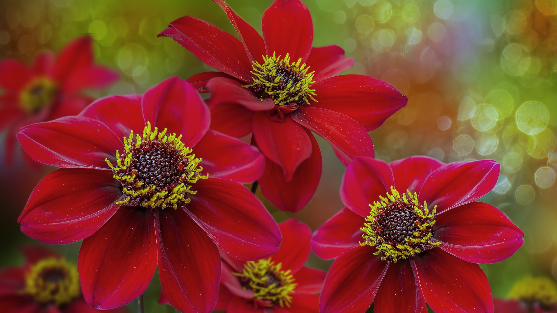 大自然的红色花瓣鲜花桌面壁纸
