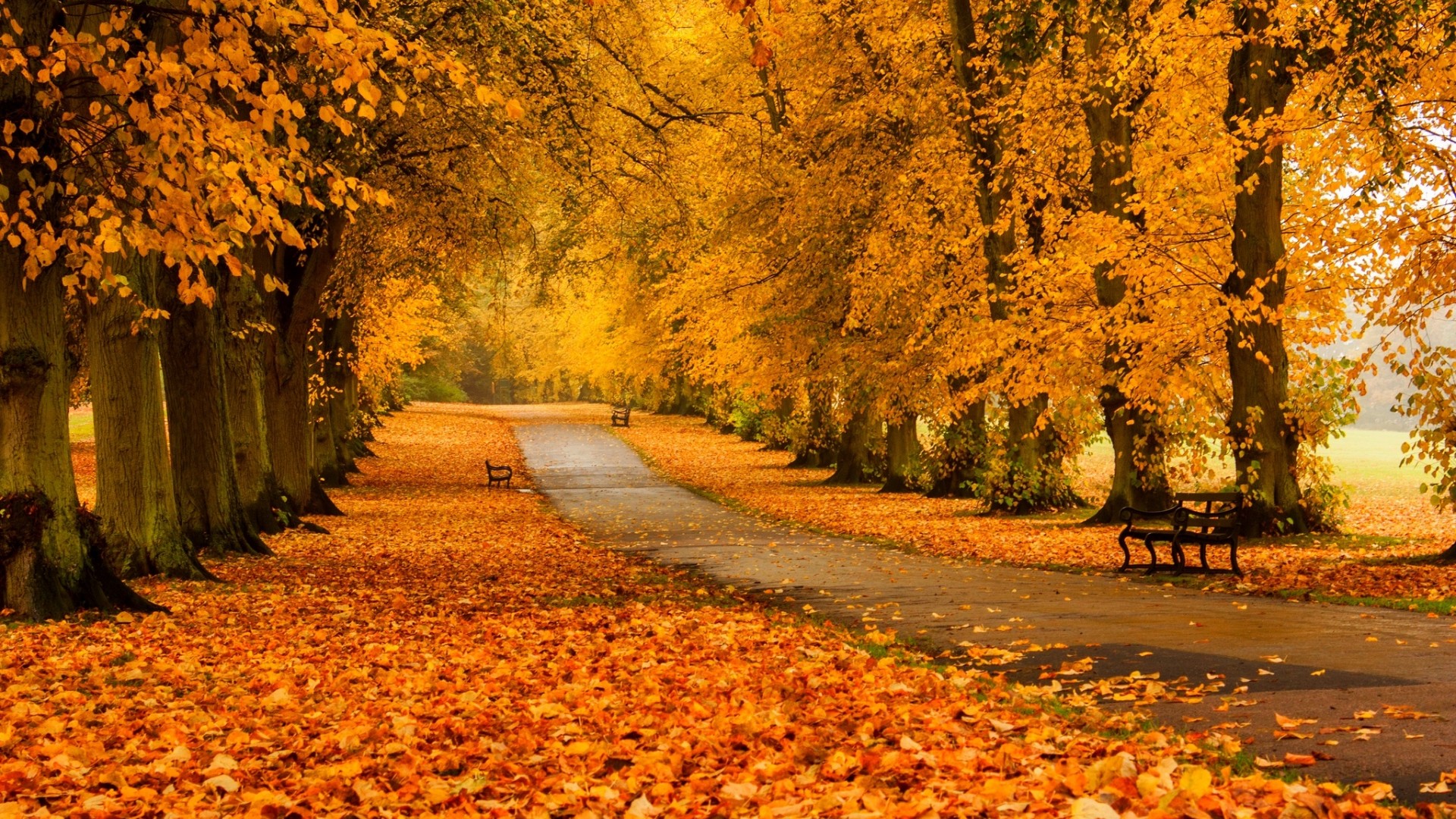 树叶,树木,森林,公园,草地,道路,秋天的颜色,桌面壁纸