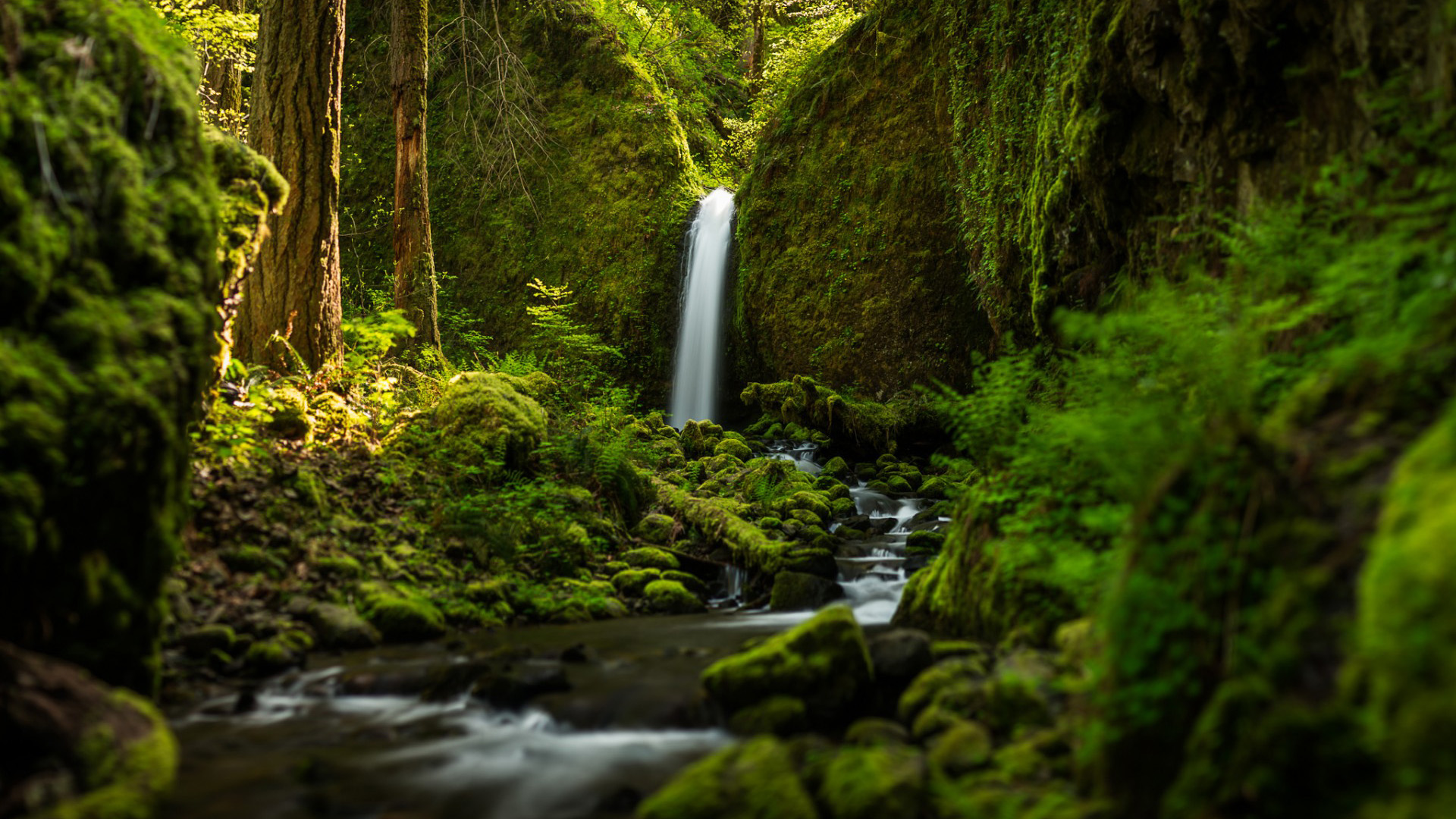 俄勒冈州,小溪瀑布,森林,风景桌面壁纸