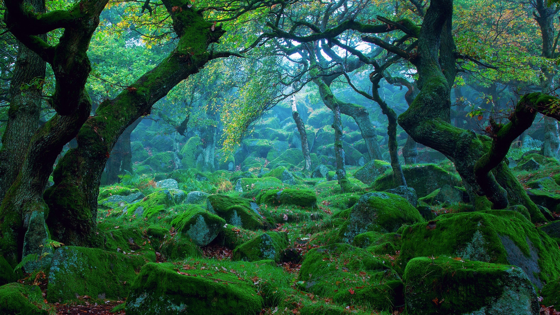 幽静的绿色森林,树,石头,苔藓,自然风景桌面壁纸