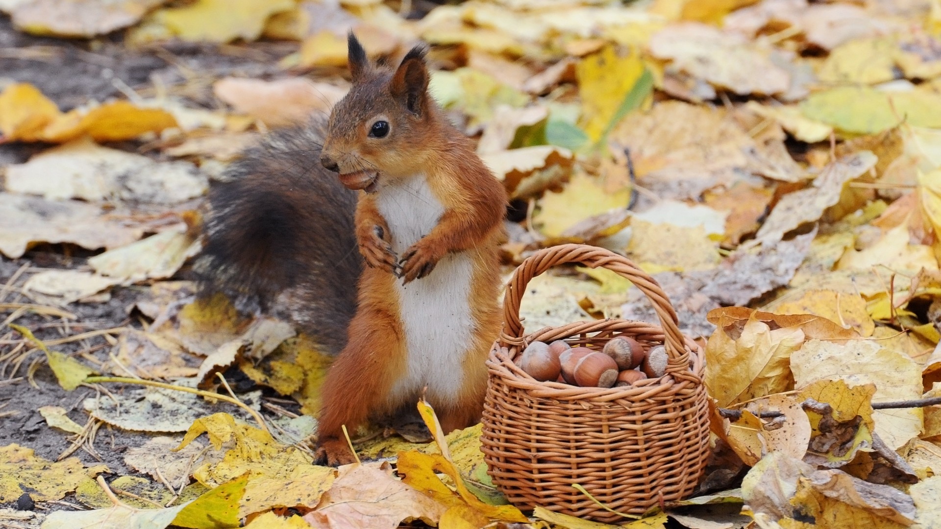 秋天，小松鼠，可爱姿势，篮子，坚果，松鼠壁纸