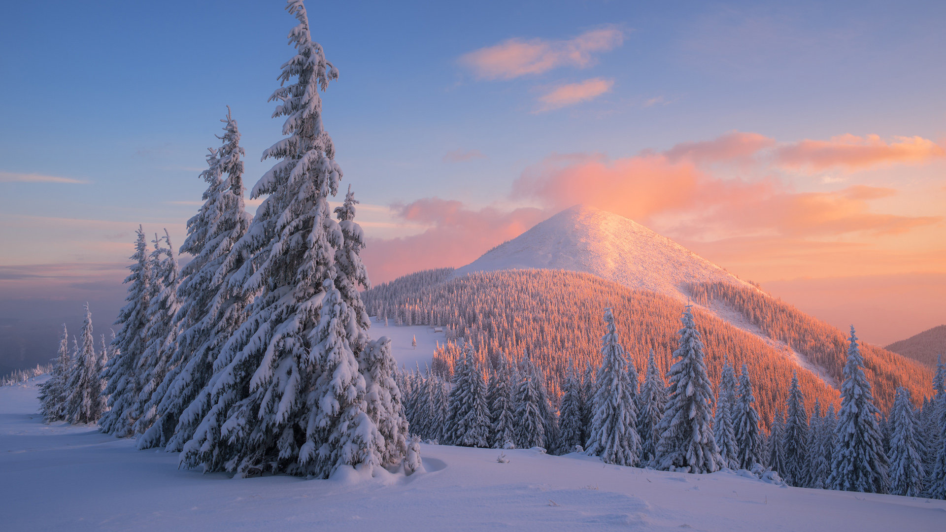 冬天,雪,树,自然风景桌面壁纸