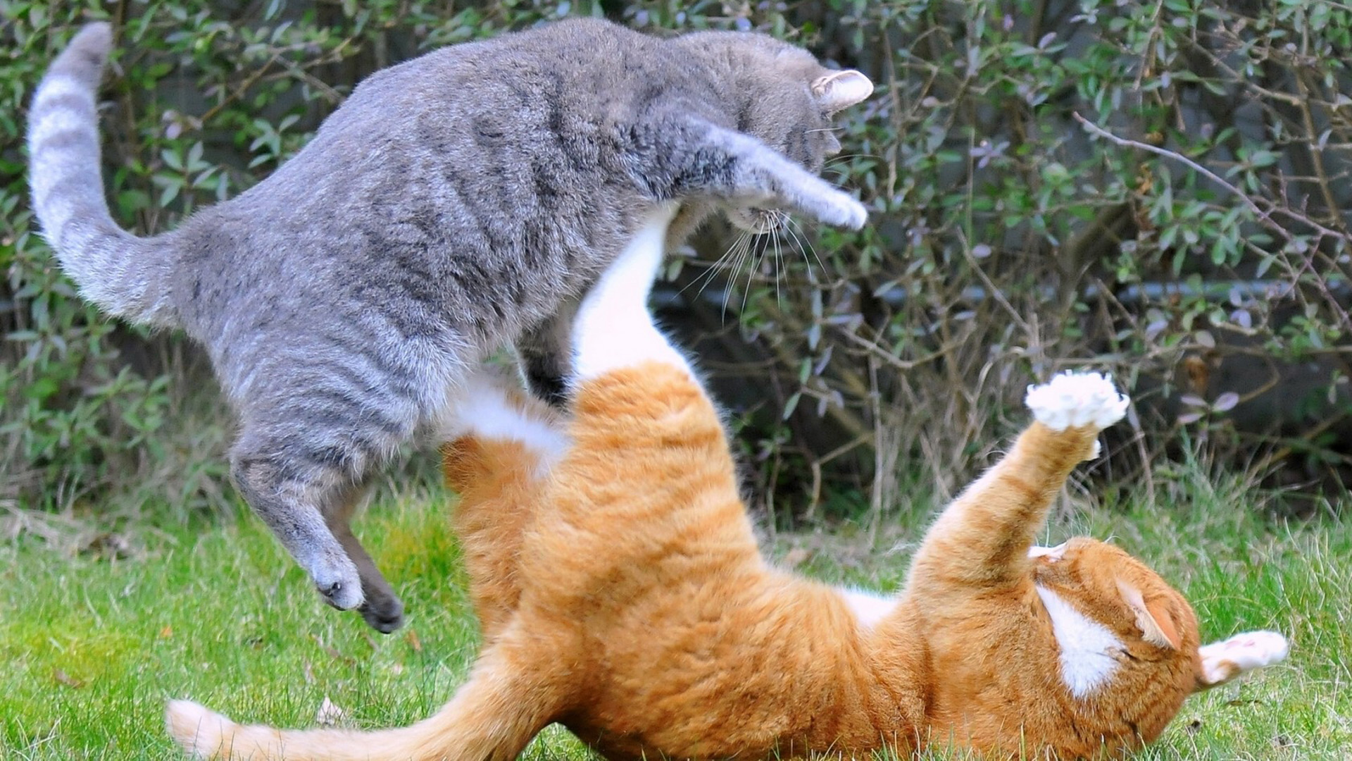 两只猫打架,小灰猫和小黄猫,争吵,壁纸