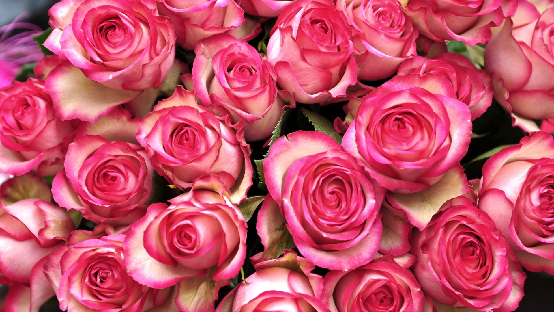 粉色玫瑰花蕾桌面壁纸