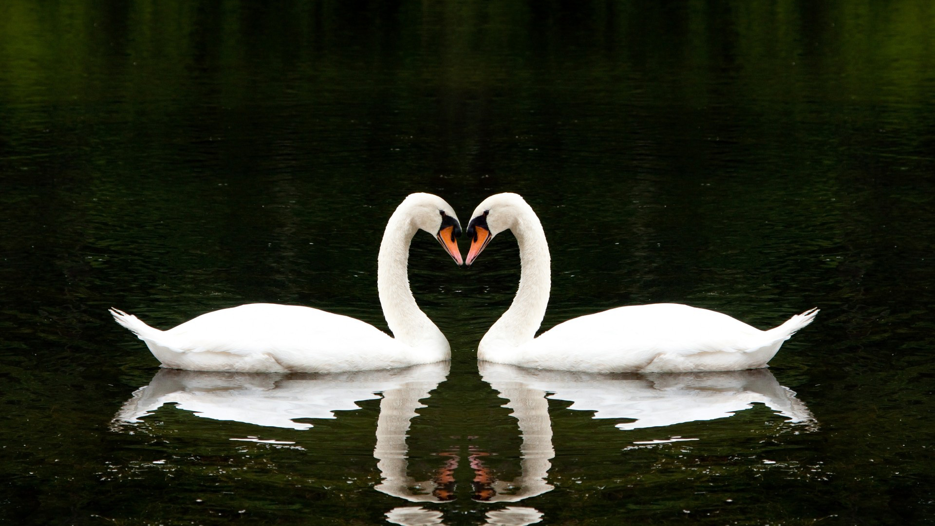 漂亮，白天鹅，湖，浪漫，在一起，心，情侣，恋爱壁纸