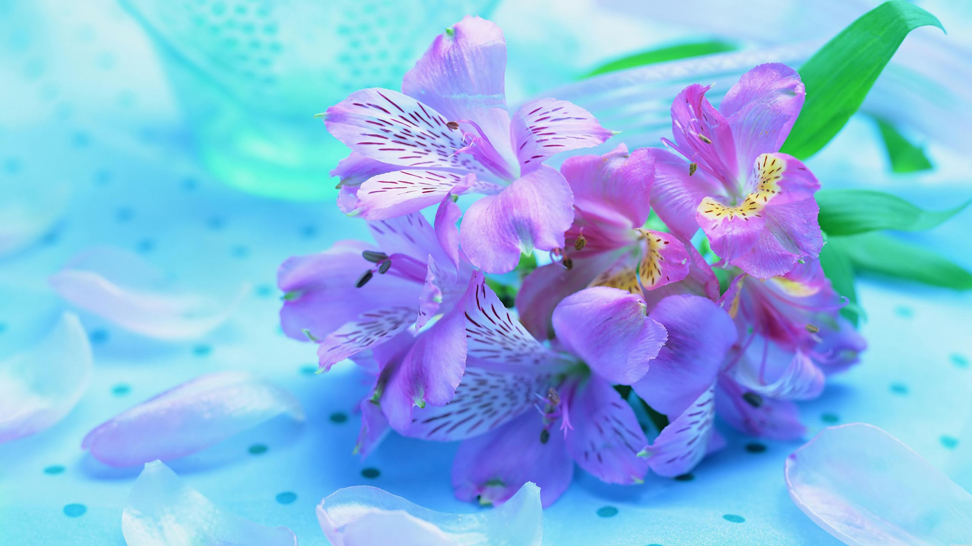 美丽的紫色花瓣鲜花桌面壁纸