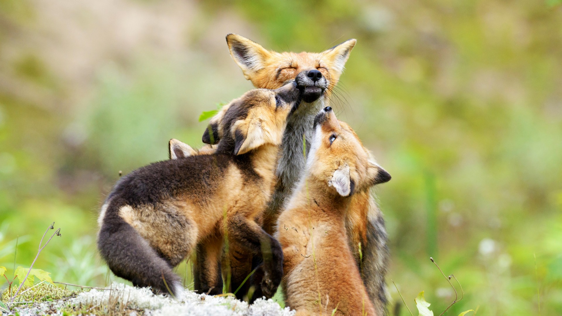 小狐狸,狐狸妈妈,一家人,可爱动物狐狸桌面壁纸