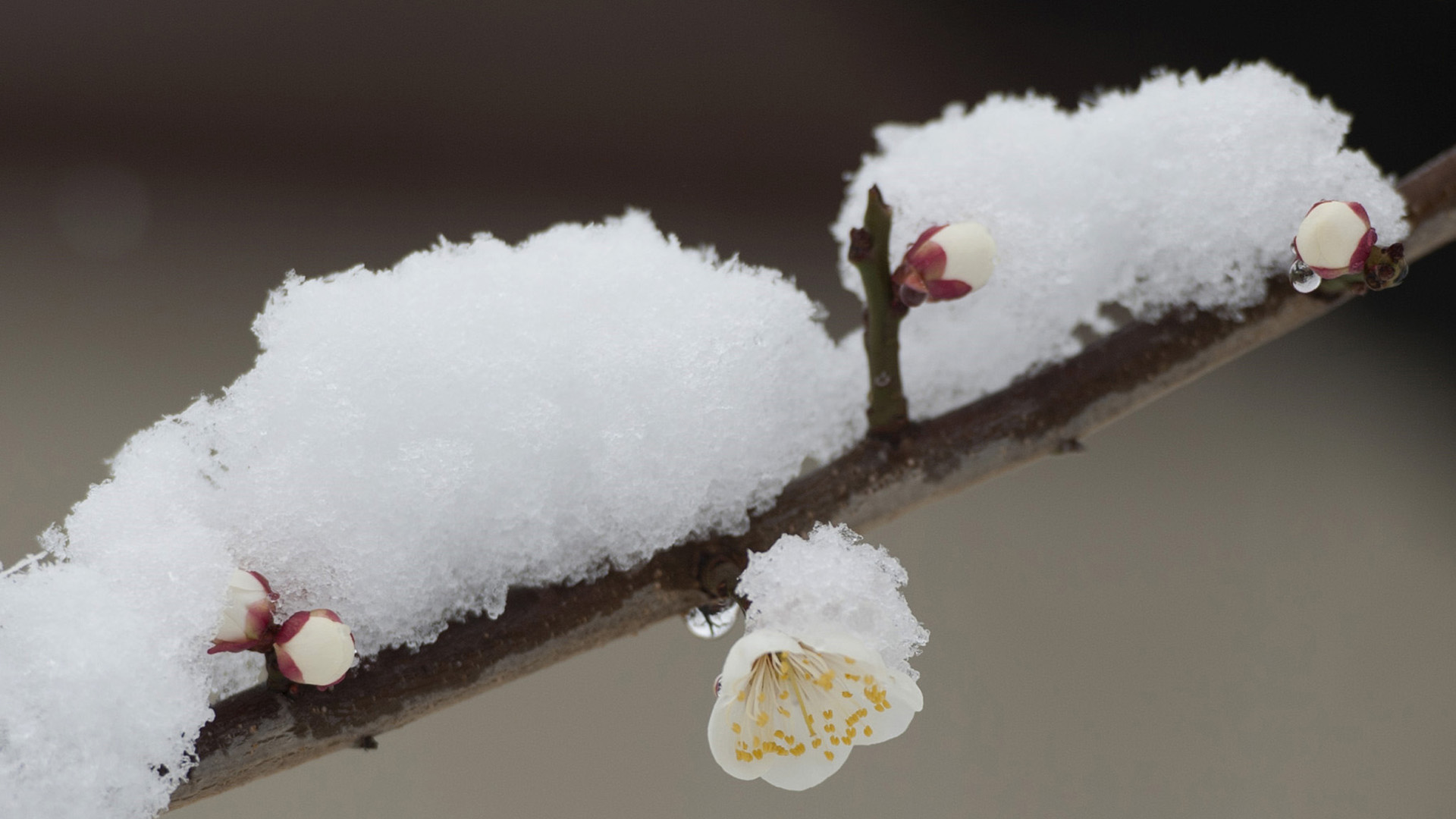 雪中白色梅花桌面壁纸