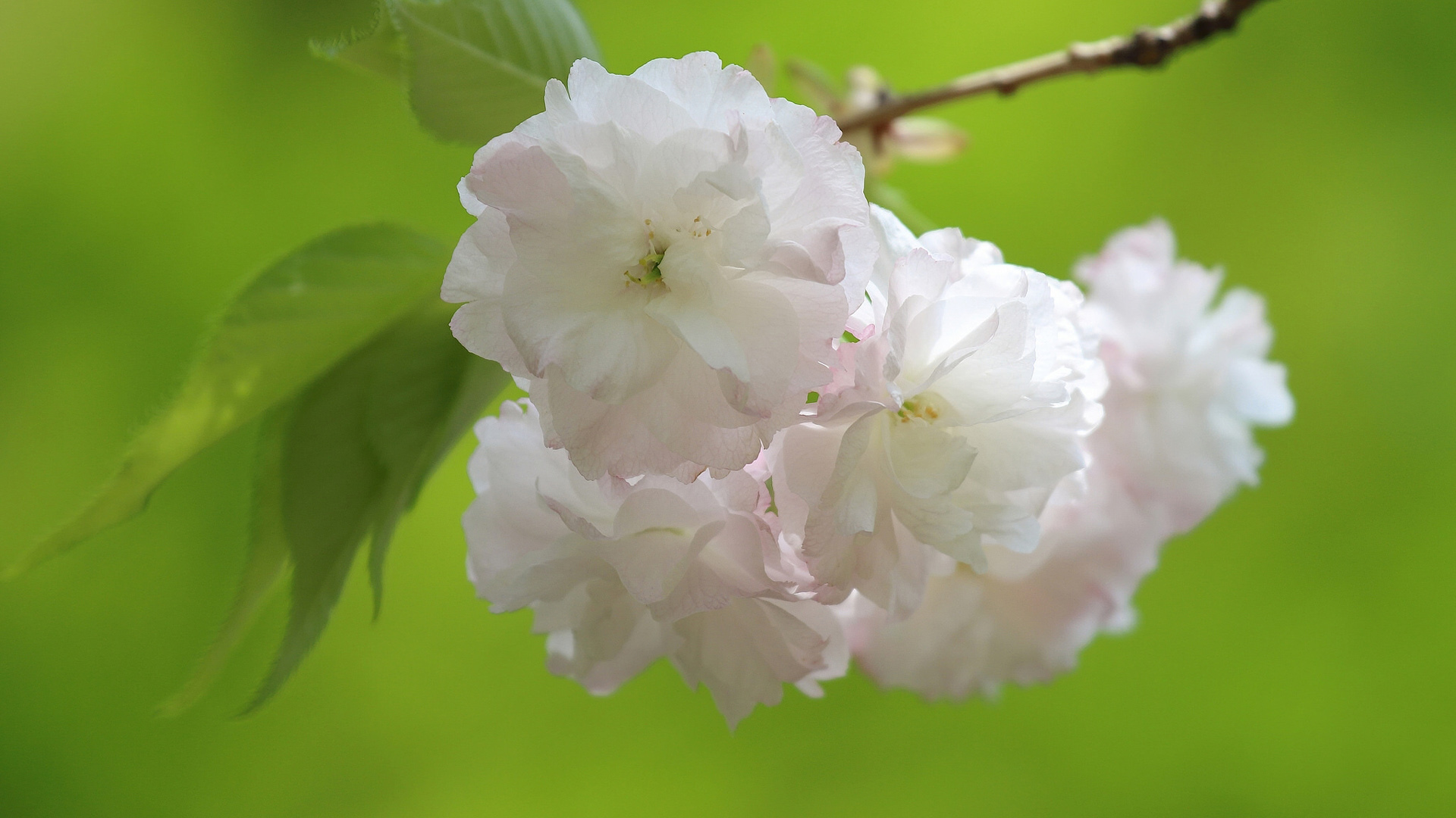樱花，白色樱花，树枝，树叶，绿色护眼背景，樱花桌面壁纸